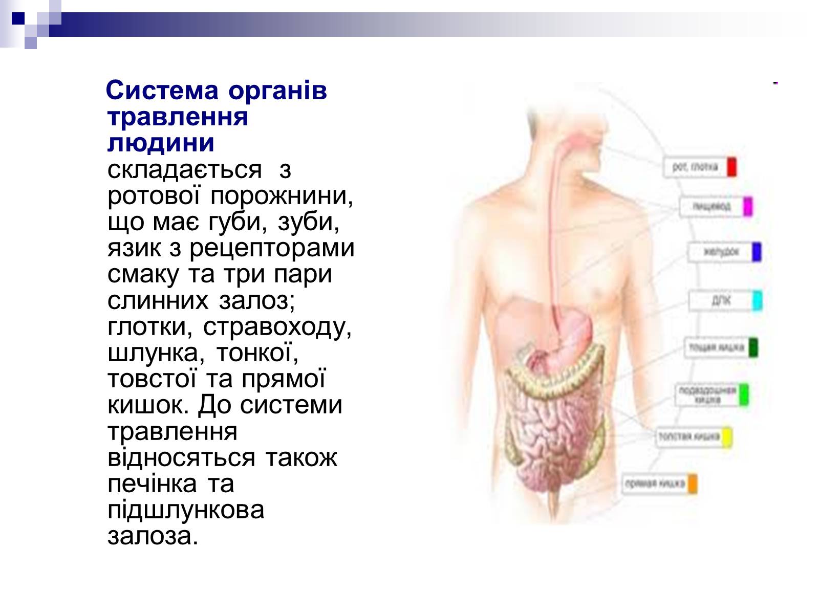 Презентація на тему «Органи травлення людини» - Слайд #4 Презентація на тему «Органи травлення людини» - Слайд #4