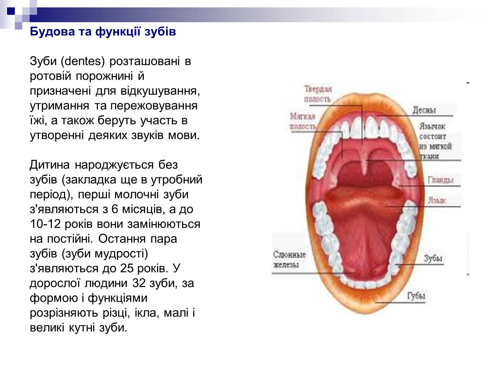 Презентація на тему «Органи травлення людини» - Слайд #5 Презентація на тему «Органи травлення людини» - Слайд #5