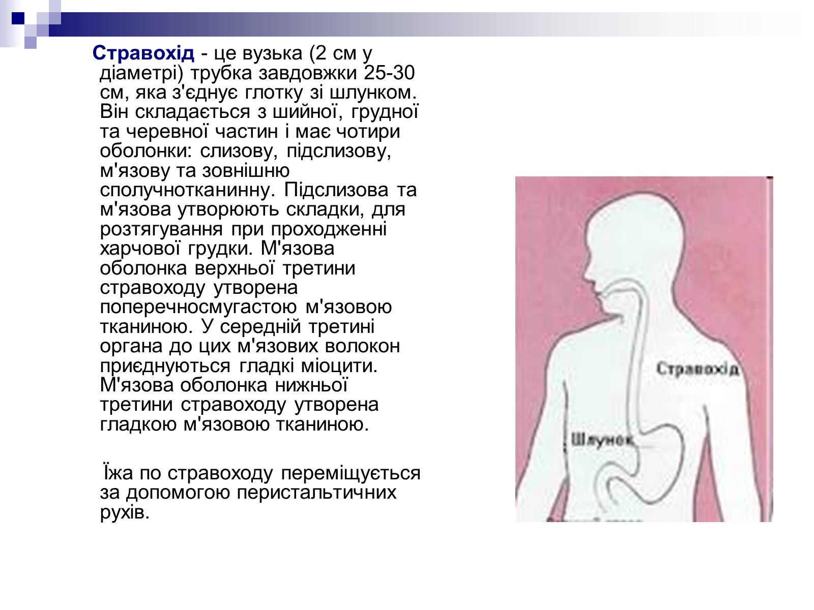 Презентація на тему «Органи травлення людини» - Слайд #8 Презентація на тему «Органи травлення людини» - Слайд #8