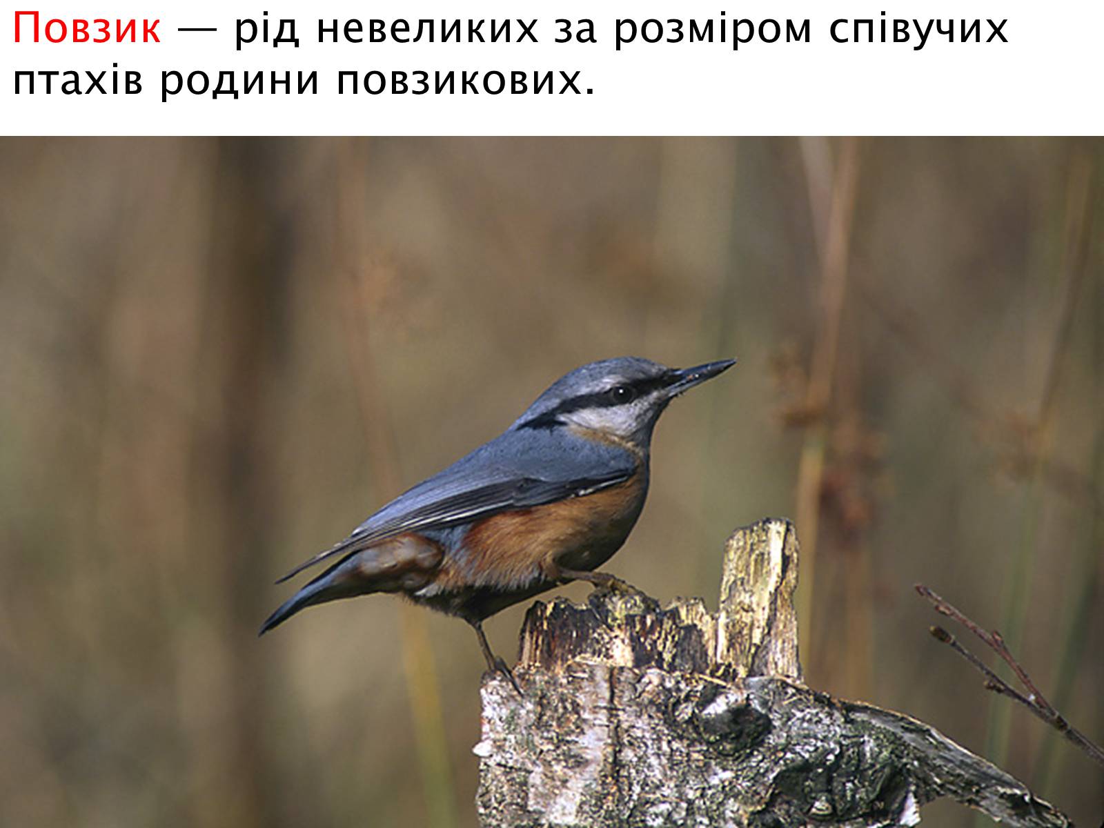 Презентація на тему «Зимуючі птахи України» - Слайд #13