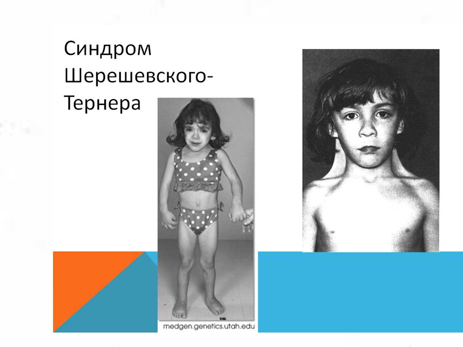 Презентація на тему «Хромосомна теорія спадковості» (варіант 3) - Слайд #13 Презентація на тему «Хромосомна теорія спадковості» (варіант 3) - Слайд #13