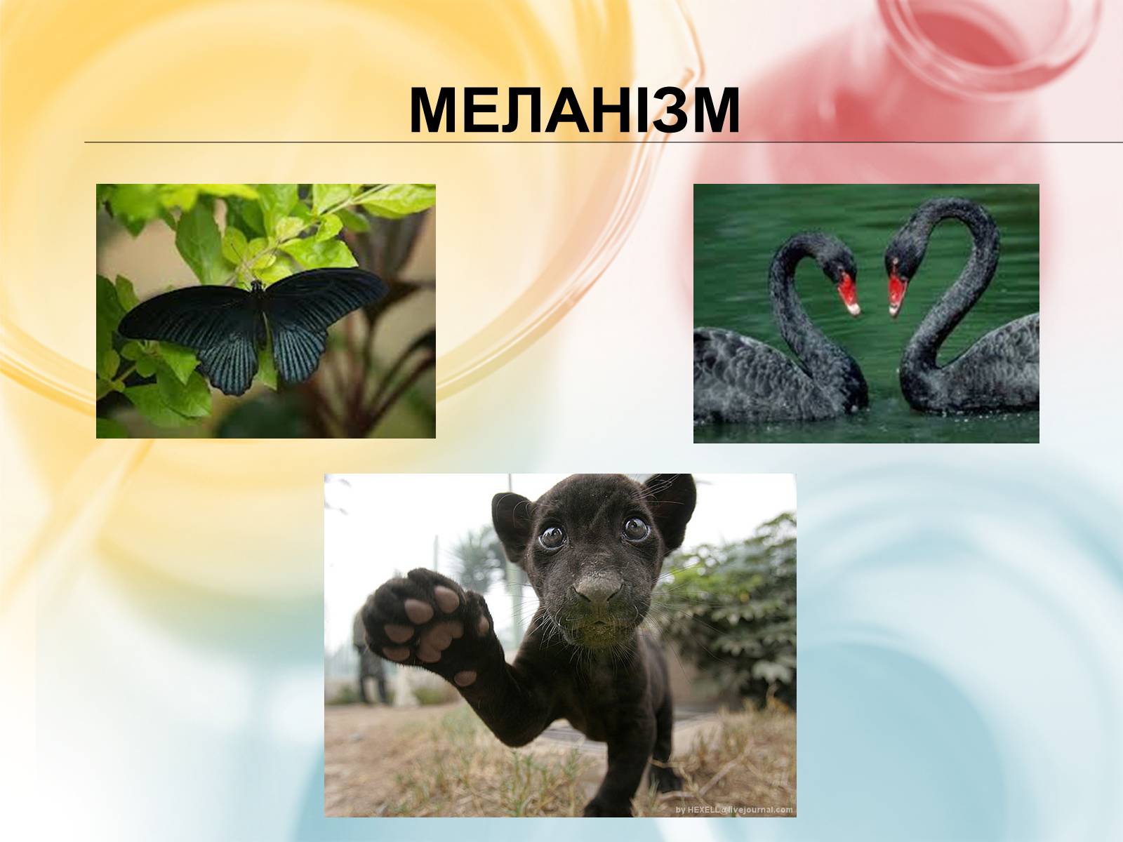 Презентація на тему «Хромосомна теорія спадковості» (варіант 3) - Слайд #17 Презентація на тему «Хромосомна теорія спадковості» (варіант 3) - Слайд #17