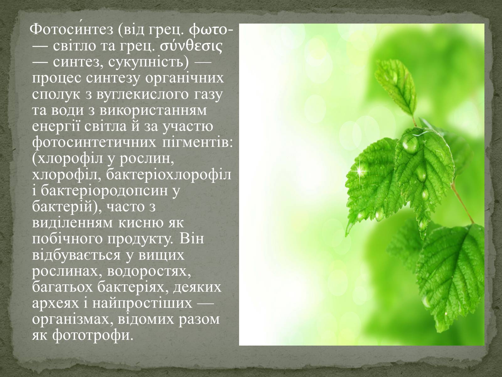 Презентація на тему «Фотосинтез» (варіант 7) - Слайд #2 Презентація на тему «Фотосинтез» (варіант 7) - Слайд #2