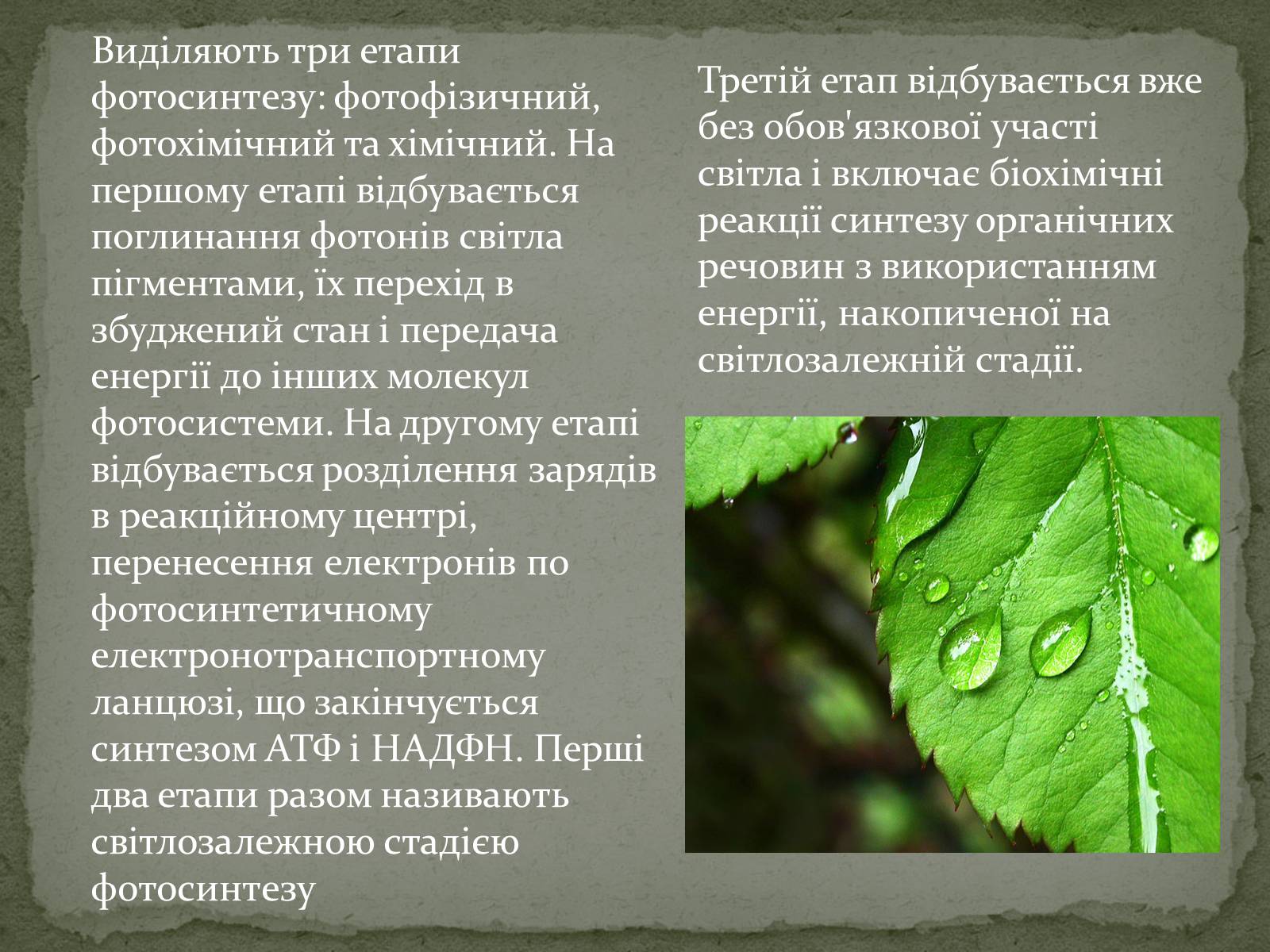 Презентація на тему «Фотосинтез» (варіант 7) - Слайд #5 Презентація на тему «Фотосинтез» (варіант 7) - Слайд #5