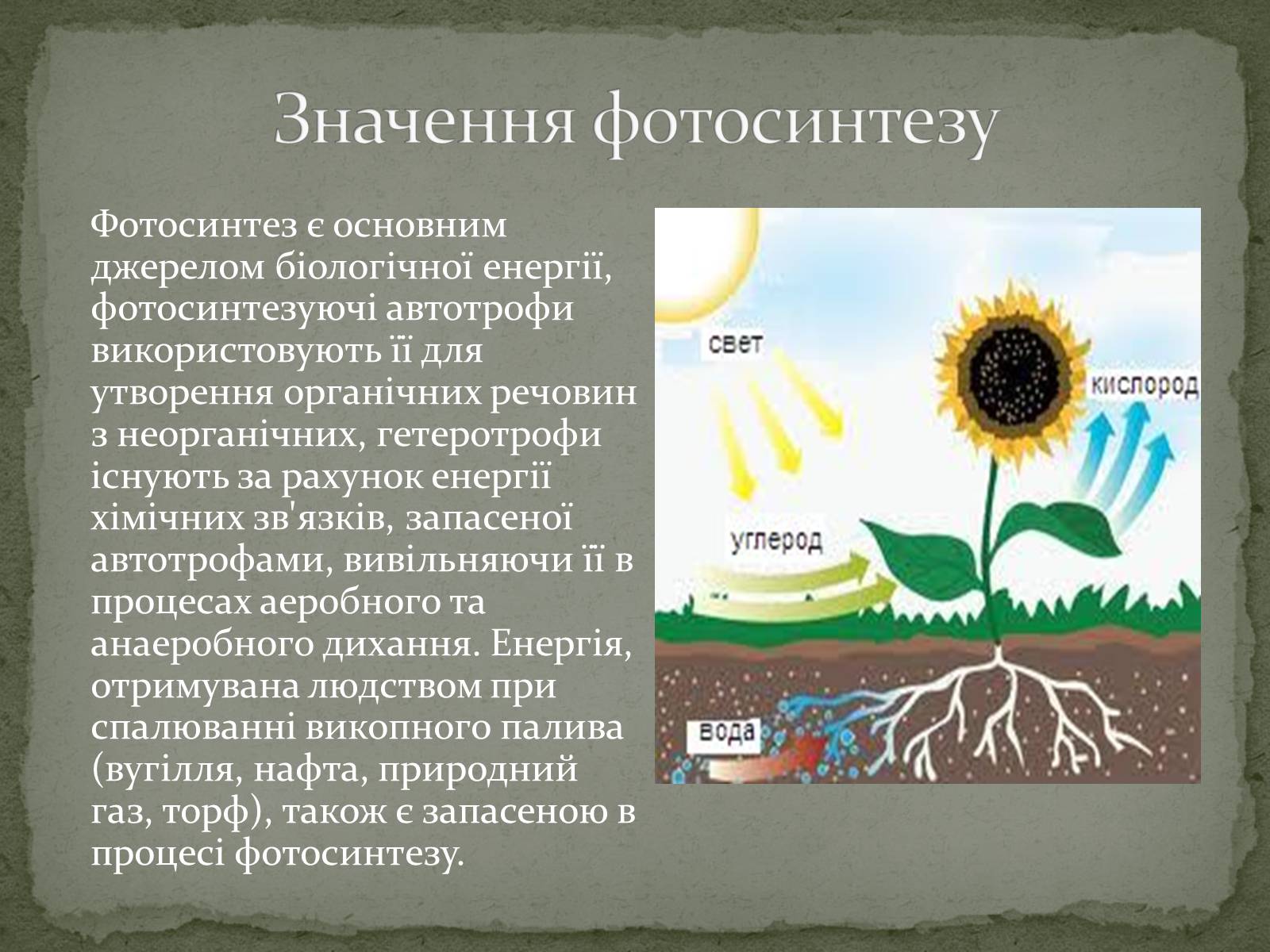 Презентація на тему «Фотосинтез» (варіант 7) - Слайд #7 Презентація на тему «Фотосинтез» (варіант 7) - Слайд #7