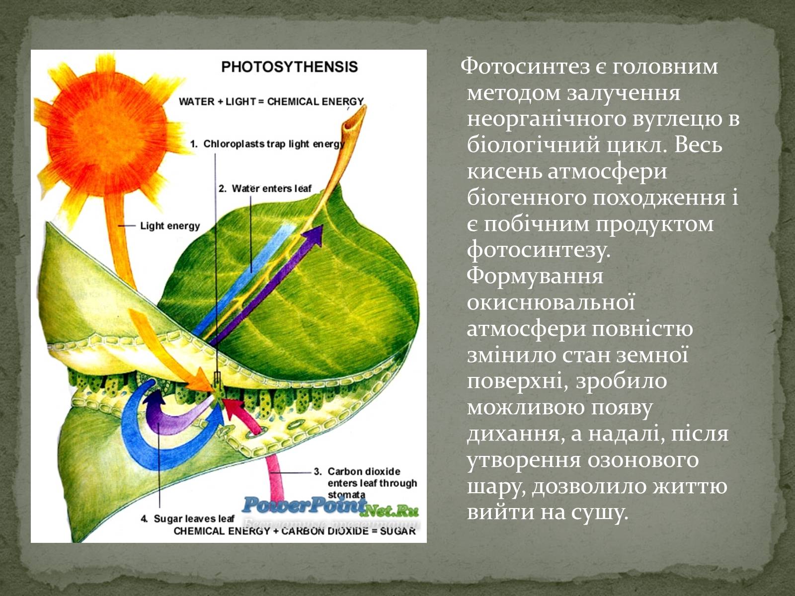 Презентація на тему «Фотосинтез» (варіант 7) - Слайд #8 Презентація на тему «Фотосинтез» (варіант 7) - Слайд #8