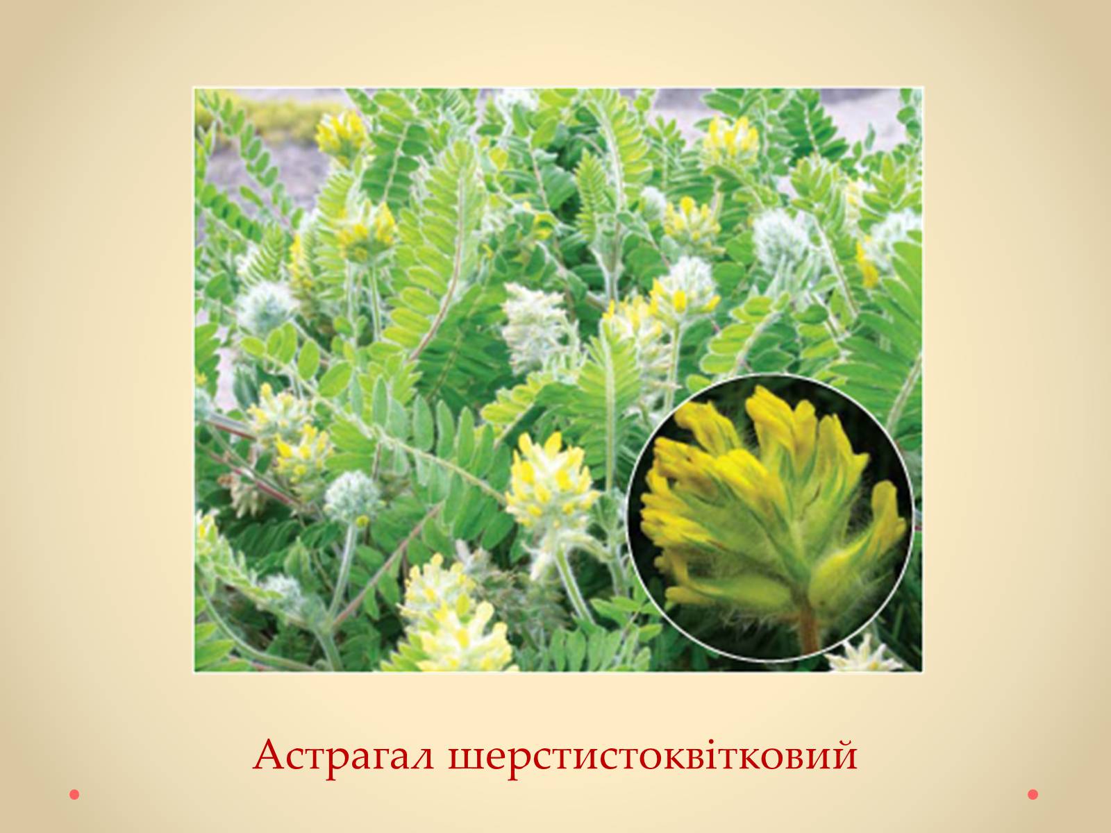 Презентація на тему «Рослини Кіровоградської області, занесені до Червоної книги України» - Слайд #26 Презентація на тему «Рослини Кіровоградської області, занесені до Червоної книги України» - Слайд #26
