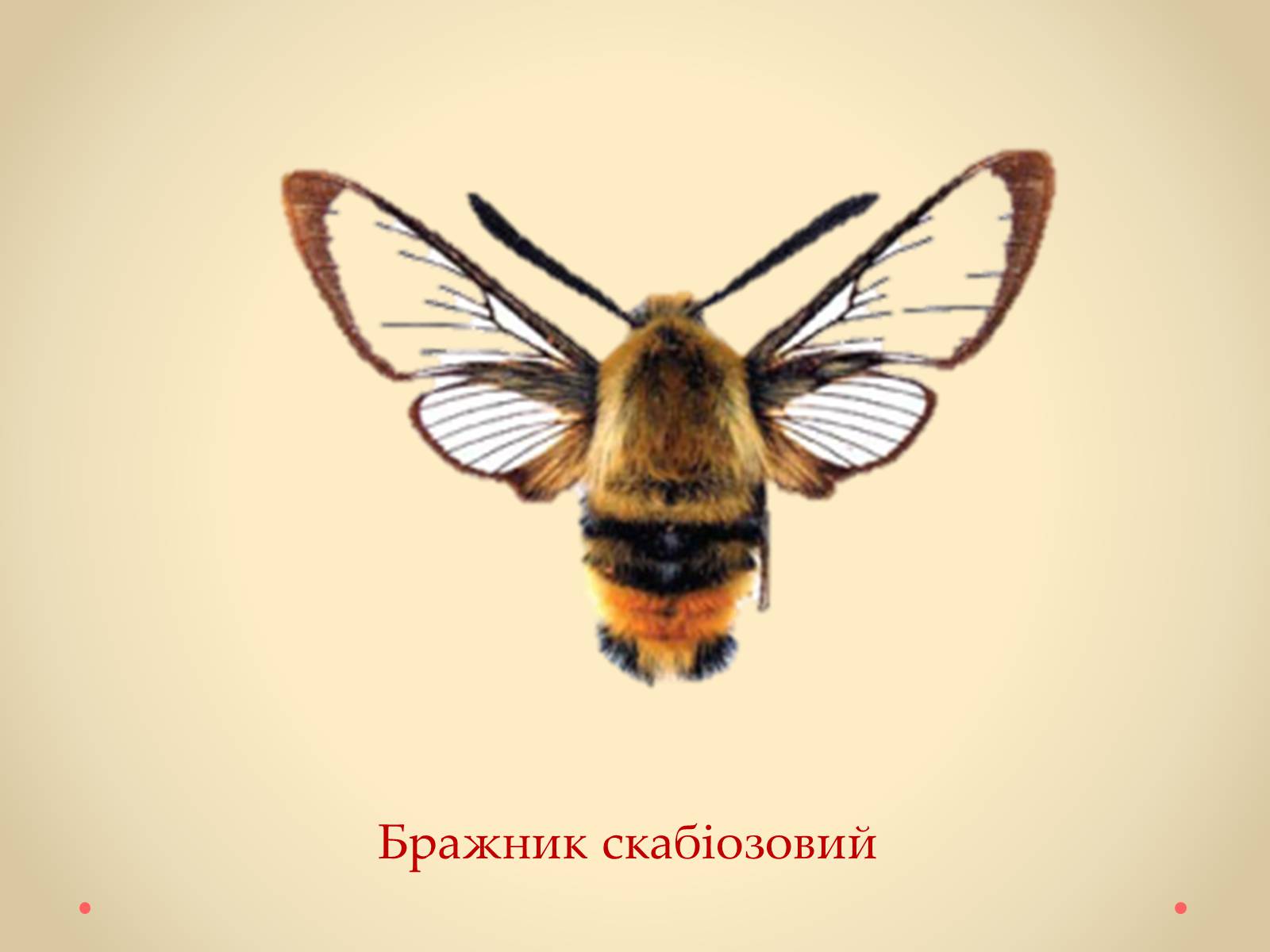 Презентація на тему «Рослини Кіровоградської області, занесені до Червоної книги України» - Слайд #32 Презентація на тему «Рослини Кіровоградської області, занесені до Червоної книги України» - Слайд #32