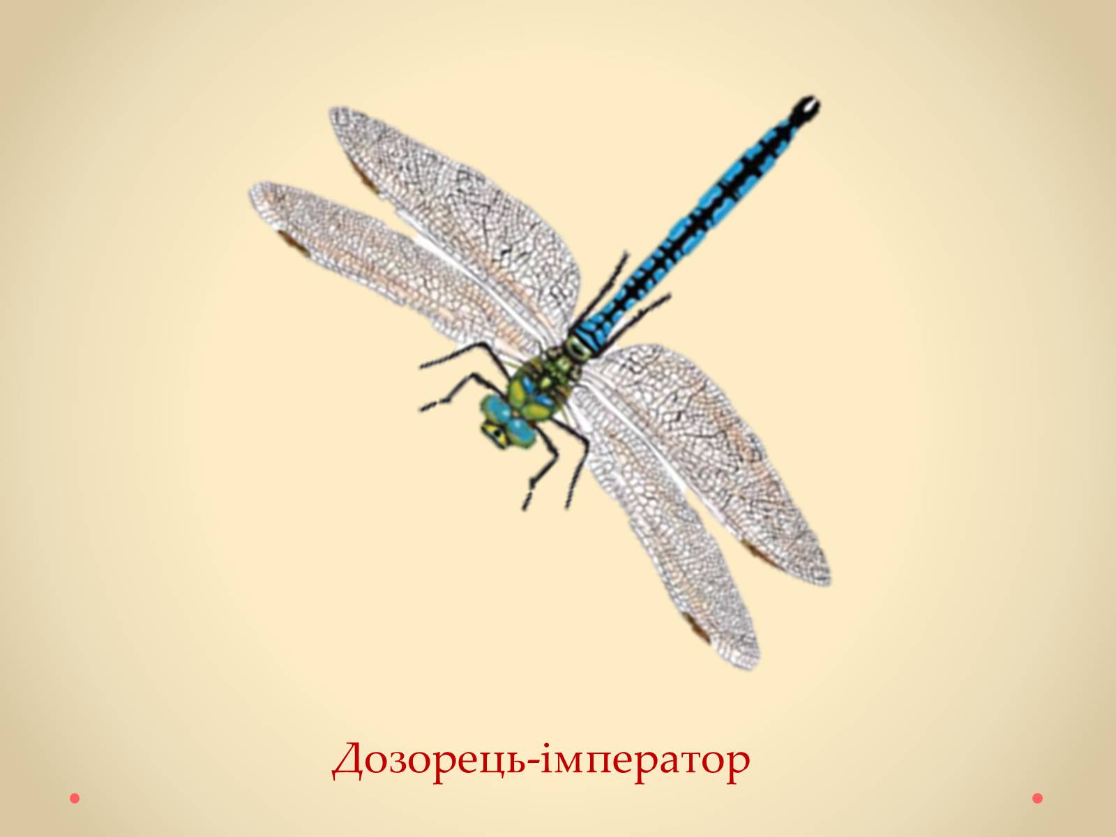 Презентація на тему «Рослини Кіровоградської області, занесені до Червоної книги України» - Слайд #39 Презентація на тему «Рослини Кіровоградської області, занесені до Червоної книги України» - Слайд #39
