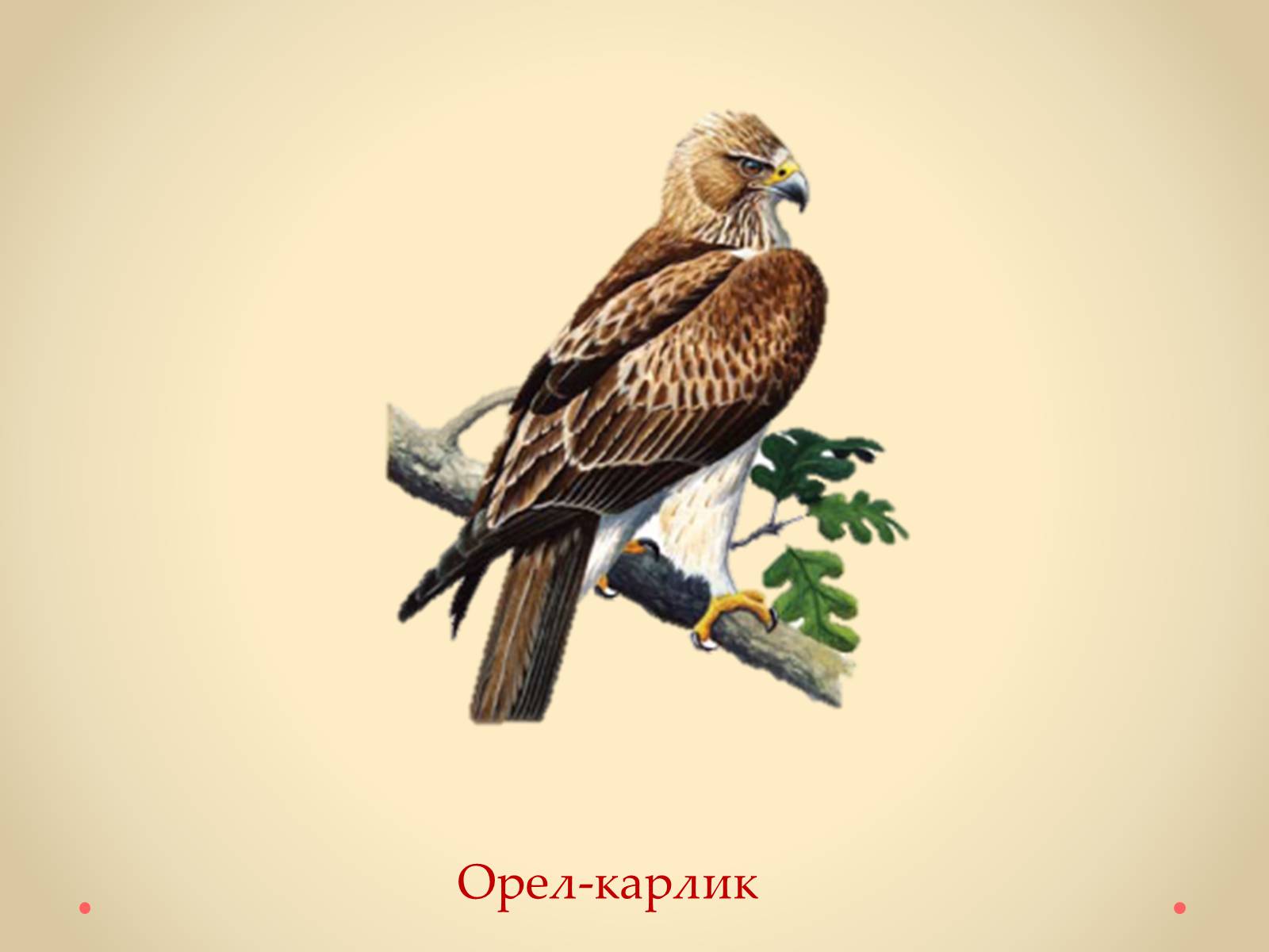 Презентація на тему «Рослини Кіровоградської області, занесені до Червоної книги України» - Слайд #48 Презентація на тему «Рослини Кіровоградської області, занесені до Червоної книги України» - Слайд #48