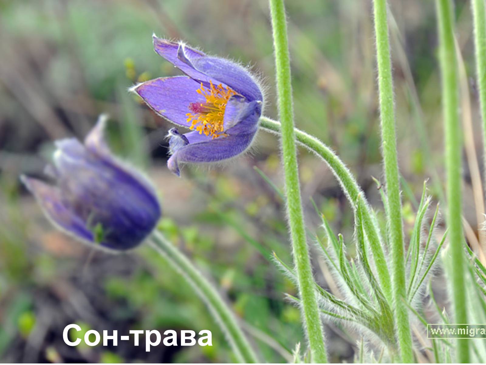 Презентація на тему «Рослини хвойного лісу» - Слайд #12 Презентація на тему «Рослини хвойного лісу» - Слайд #12