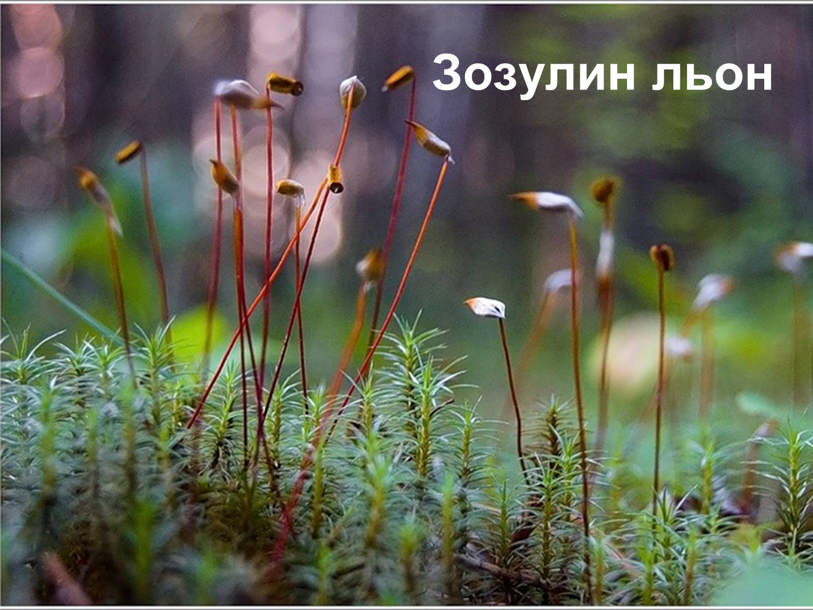 Презентація на тему «Рослини хвойного лісу» - Слайд #22 Презентація на тему «Рослини хвойного лісу» - Слайд #22