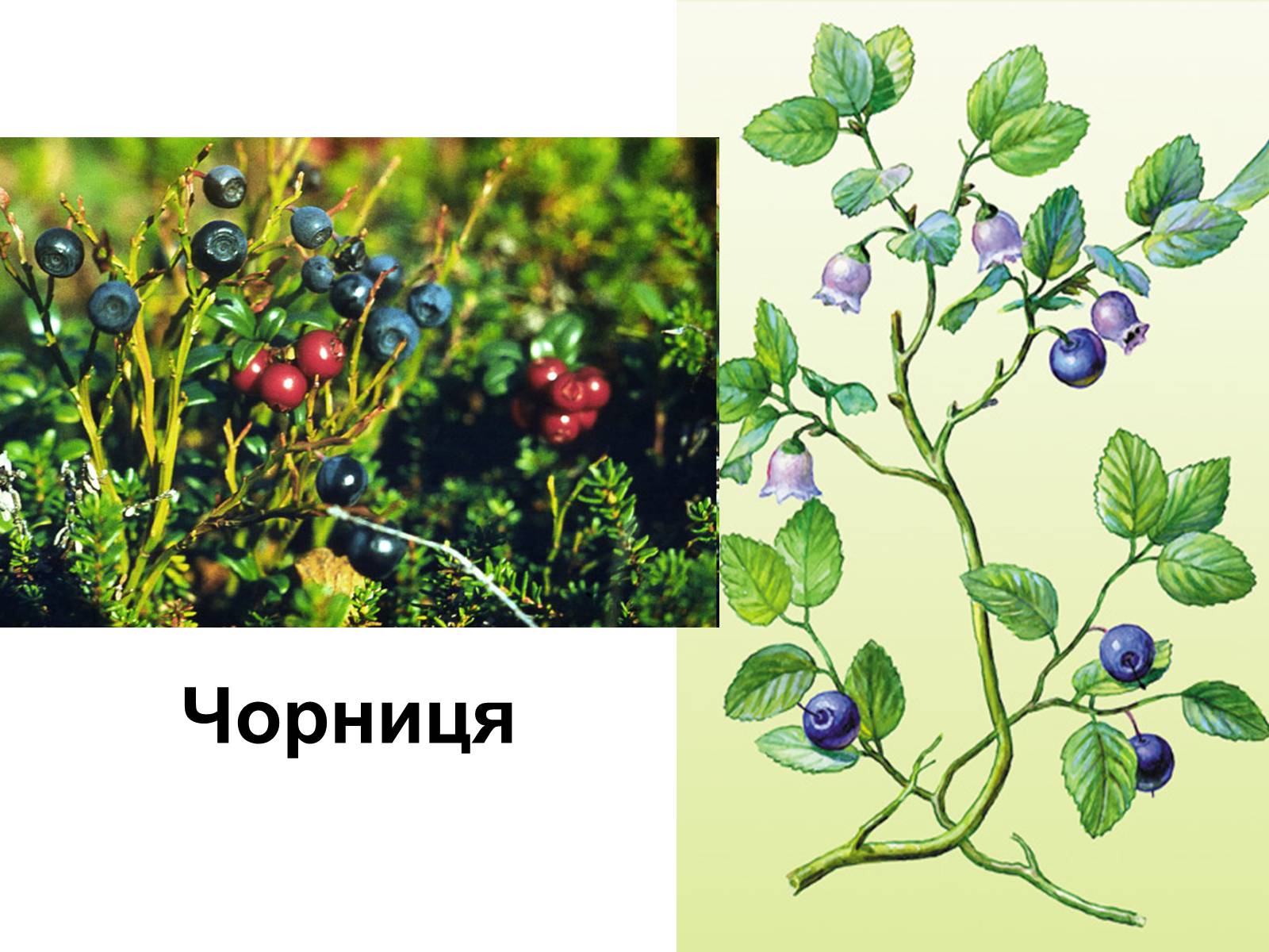Презентація на тему «Рослини хвойного лісу» - Слайд #26 Презентація на тему «Рослини хвойного лісу» - Слайд #26