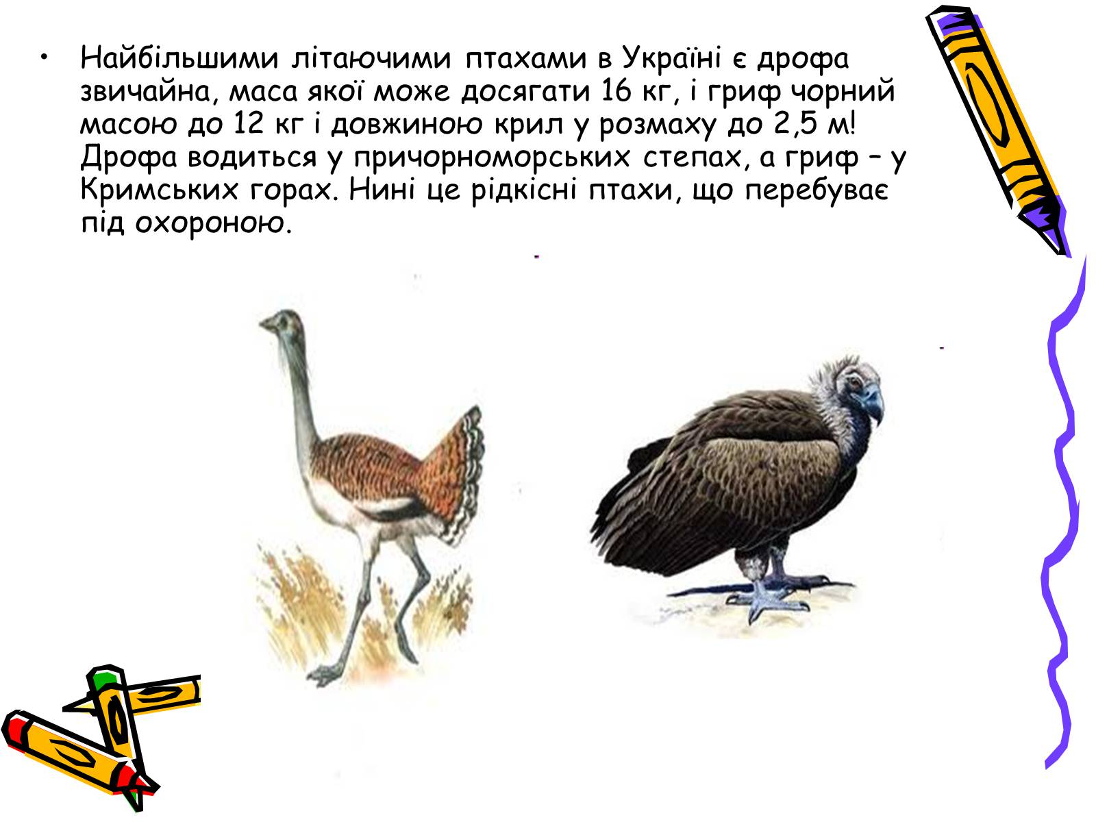 Презентація на тему «Тваринний світ» - Слайд #11 Презентація на тему «Тваринний світ» - Слайд #11