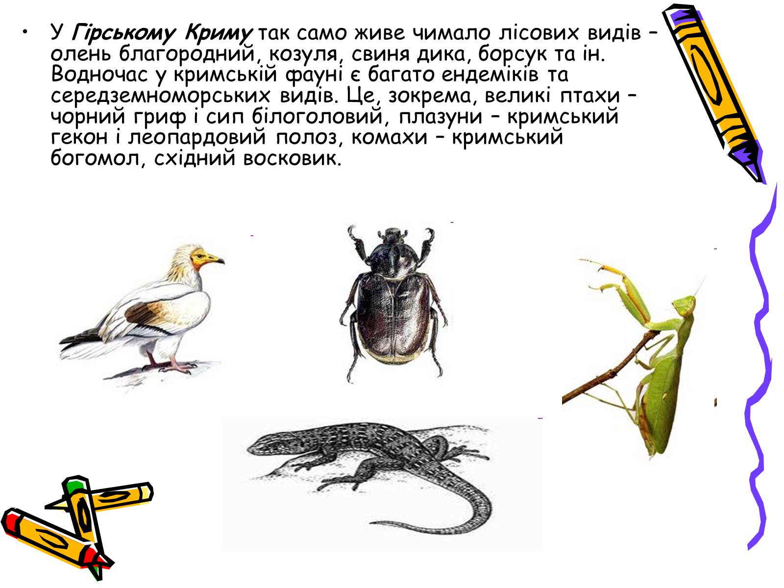 Презентація на тему «Тваринний світ» - Слайд #12 Презентація на тему «Тваринний світ» - Слайд #12