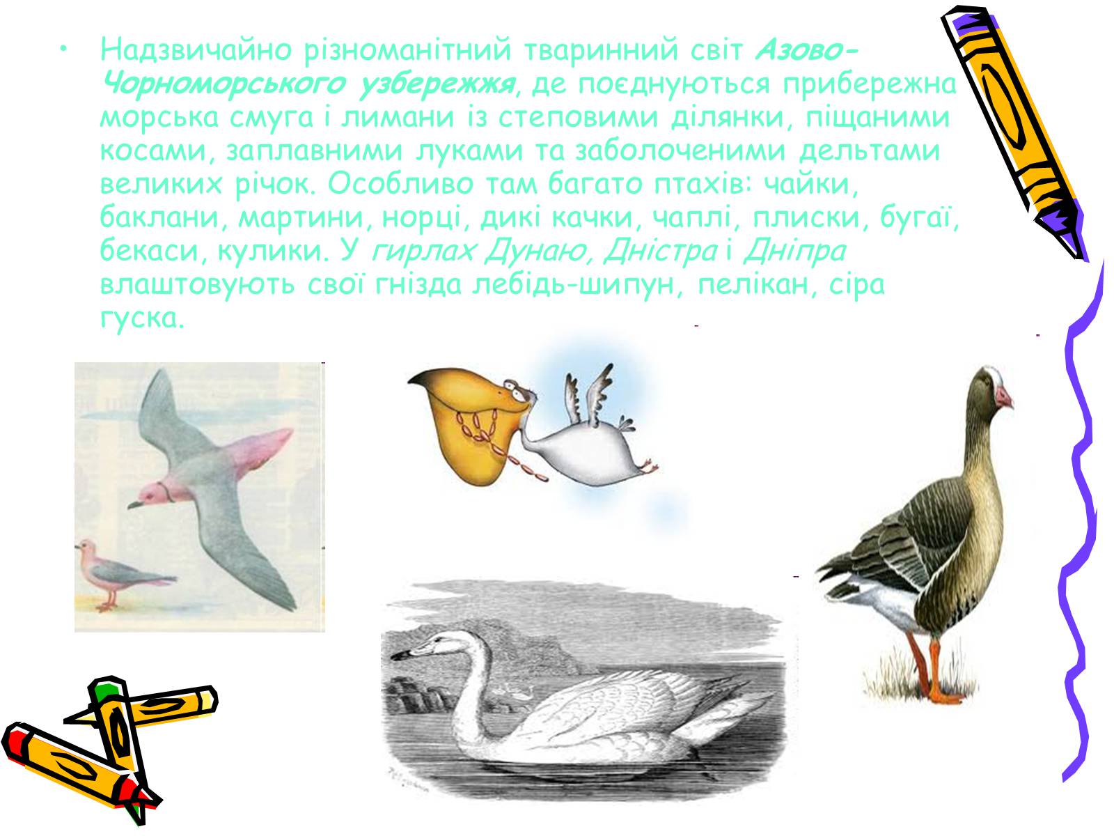 Презентація на тему «Тваринний світ» - Слайд #13 Презентація на тему «Тваринний світ» - Слайд #13