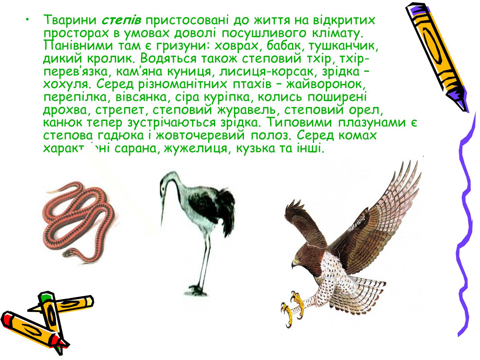 Презентація на тему «Тваринний світ» - Слайд #9 Презентація на тему «Тваринний світ» - Слайд #9