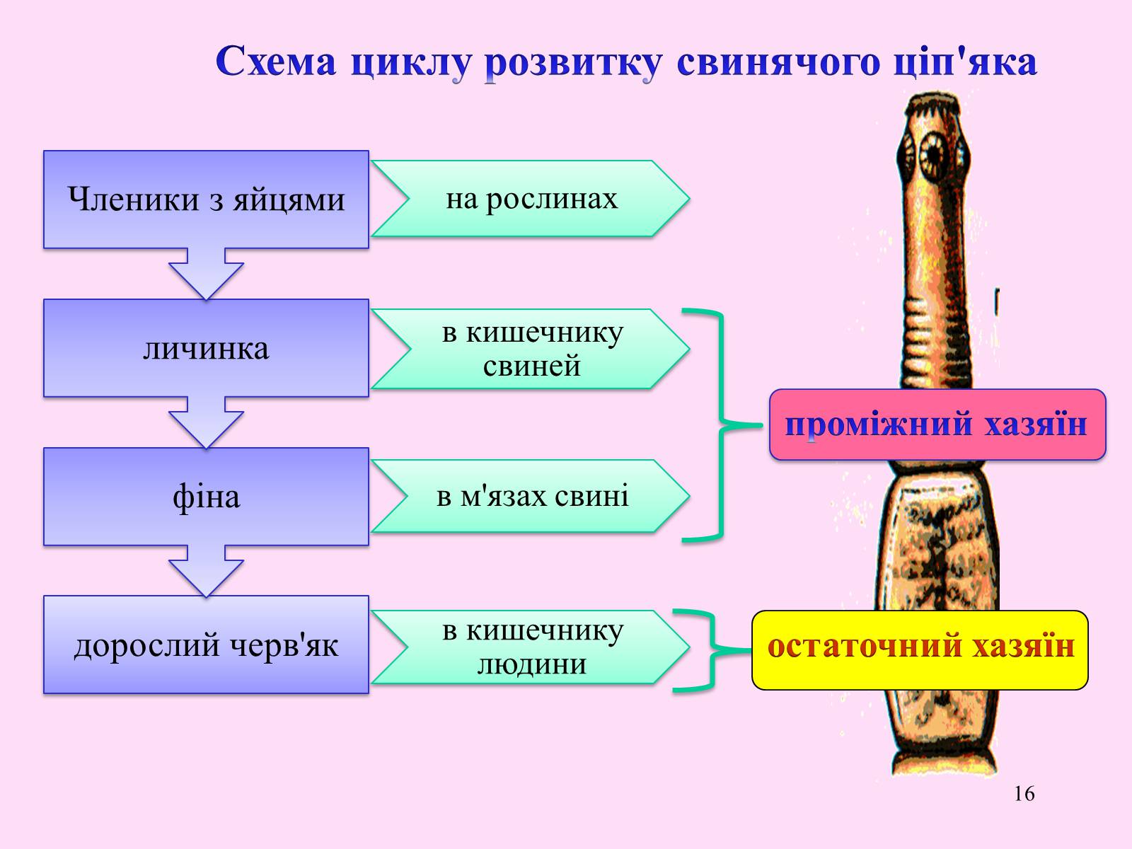 Презентація на тему «Різноманітність паразитичних плоских червів» - Слайд #16 Презентація на тему «Різноманітність паразитичних плоских червів» - Слайд #16