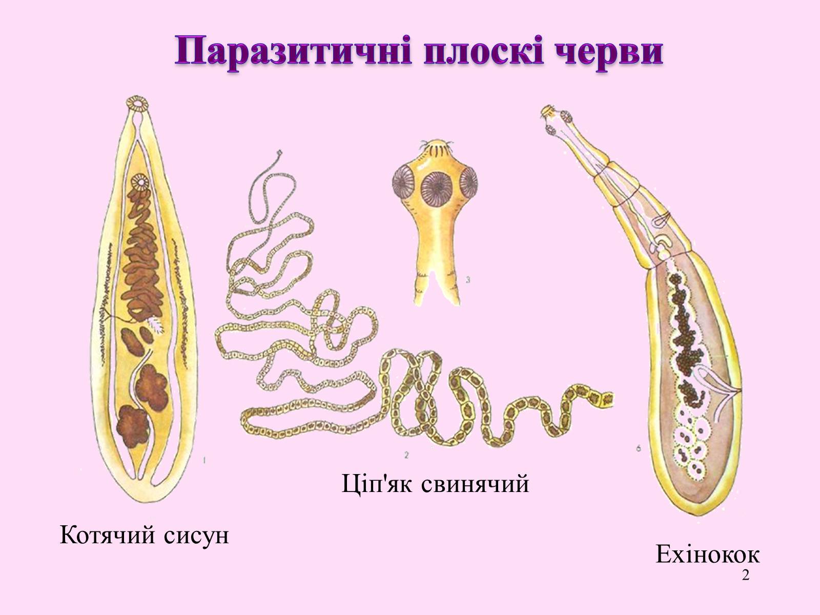 Презентація на тему «Різноманітність паразитичних плоских червів» - Слайд #2 Презентація на тему «Різноманітність паразитичних плоских червів» - Слайд #2