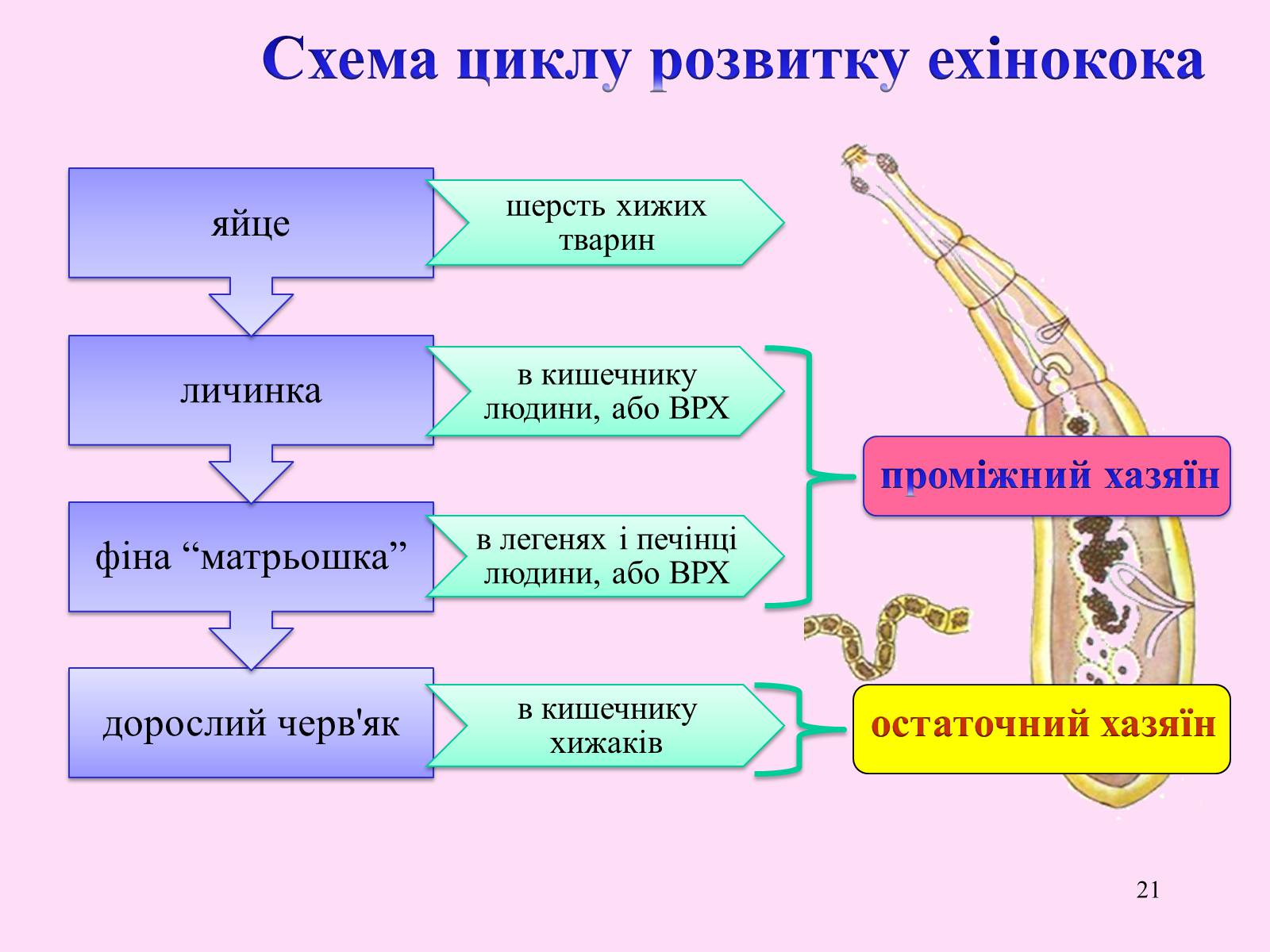 Презентація на тему «Різноманітність паразитичних плоских червів» - Слайд #21 Презентація на тему «Різноманітність паразитичних плоских червів» - Слайд #21