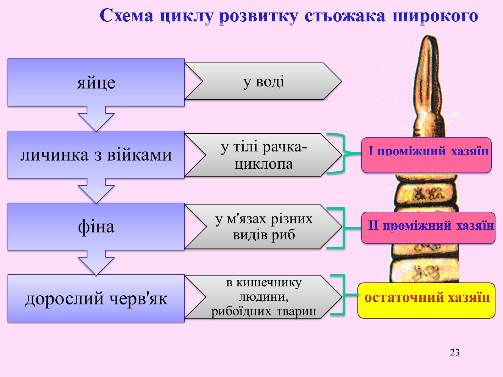 Презентація на тему «Різноманітність паразитичних плоских червів» - Слайд #23 Презентація на тему «Різноманітність паразитичних плоских червів» - Слайд #23