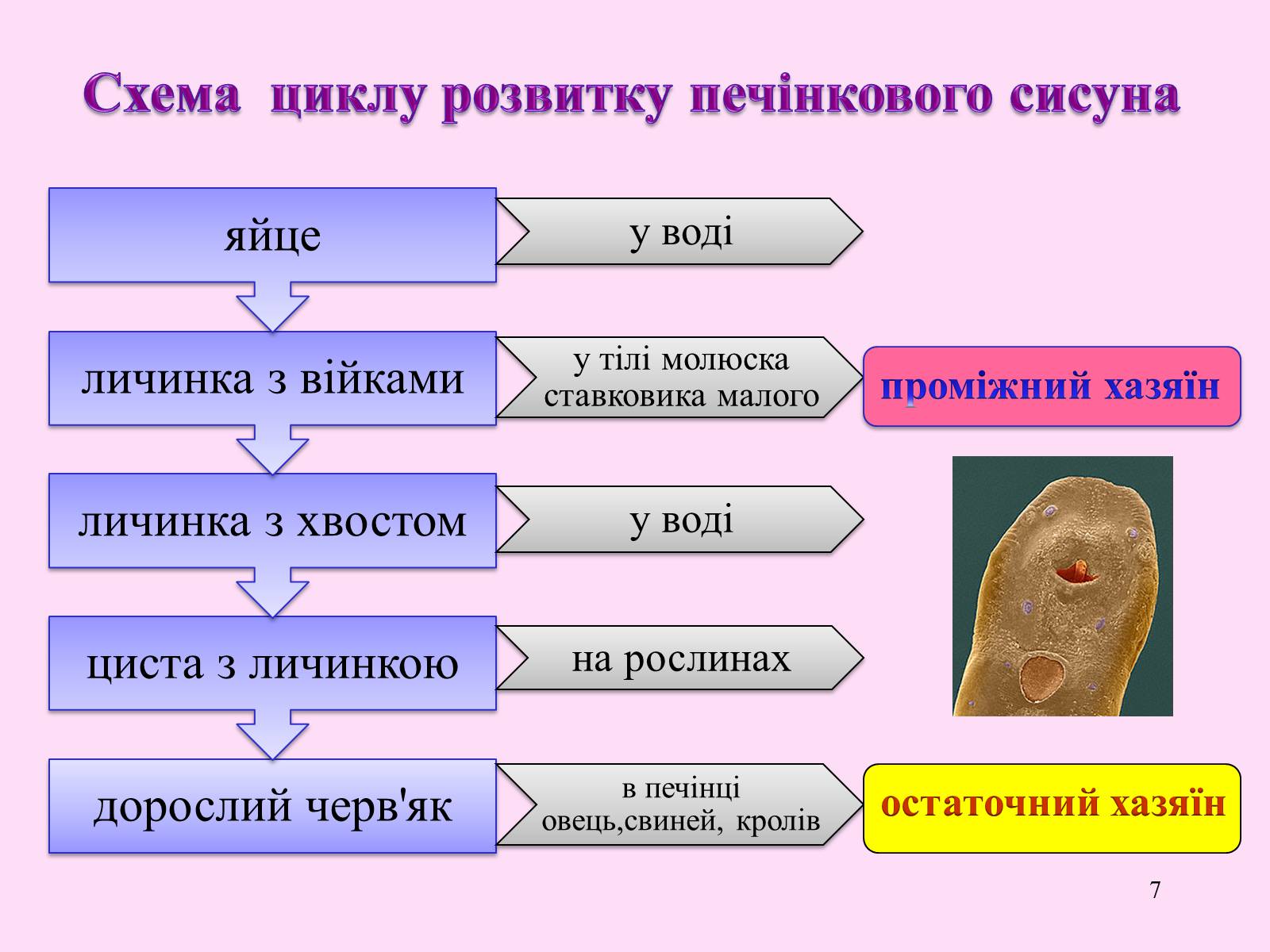 Презентація на тему «Різноманітність паразитичних плоских червів» - Слайд #7 Презентація на тему «Різноманітність паразитичних плоских червів» - Слайд #7