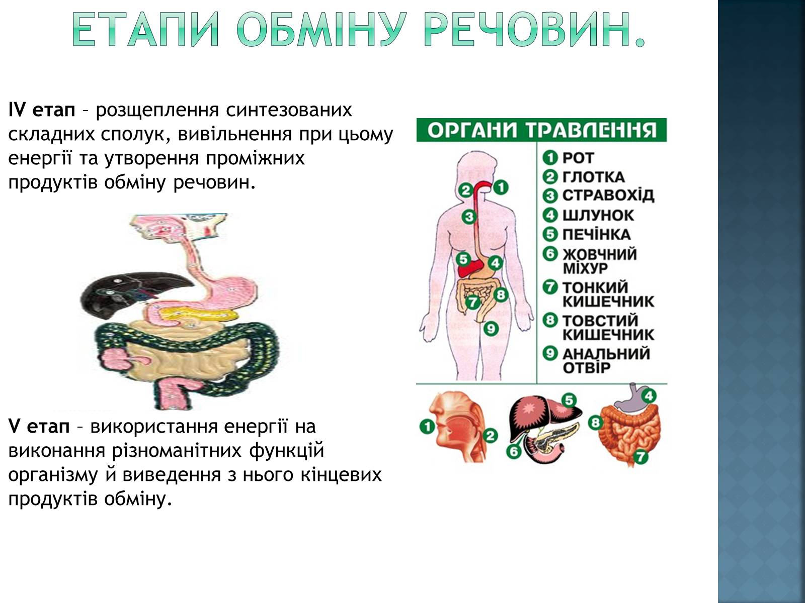 Презентація на тему «обмін речовин та енергії в організмі людини» - Слайд #5 Презентація на тему «обмін речовин та енергії в організмі людини» - Слайд #5