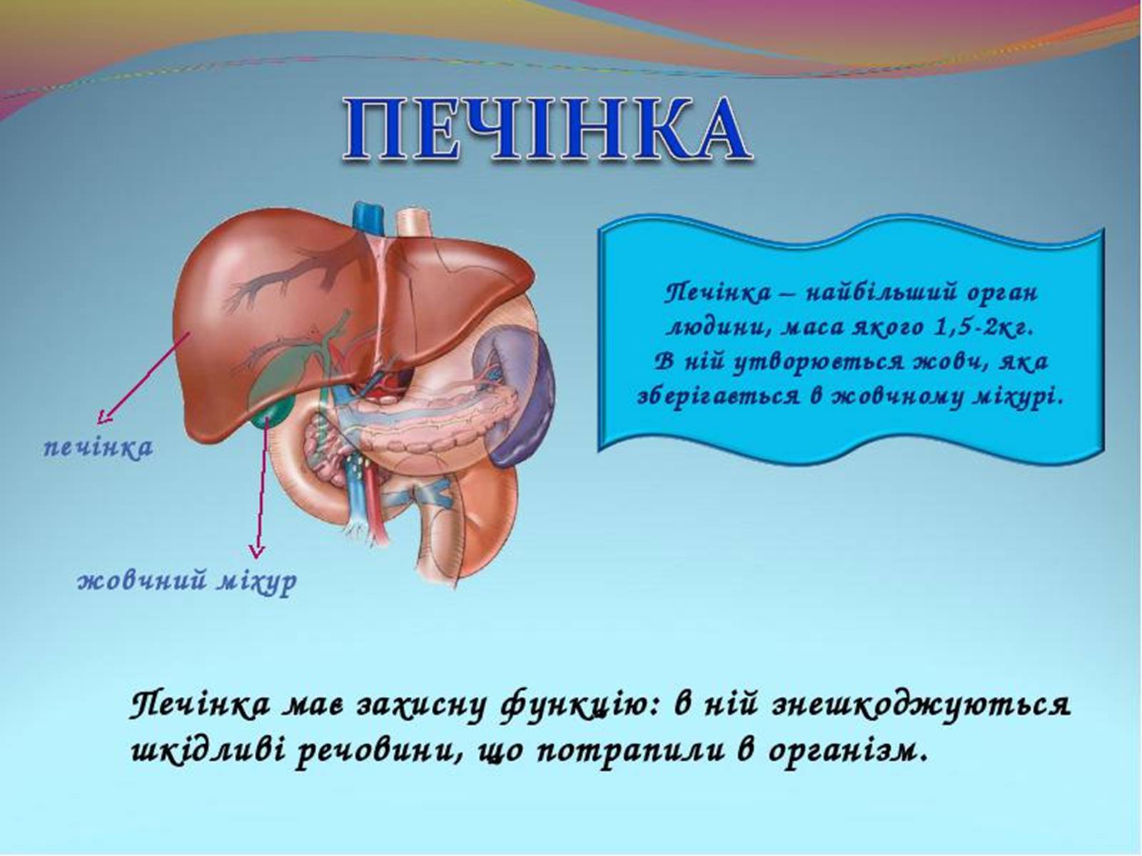 Презентація на тему «обмін речовин та енергії в організмі людини» - Слайд #6 Презентація на тему «обмін речовин та енергії в організмі людини» - Слайд #6