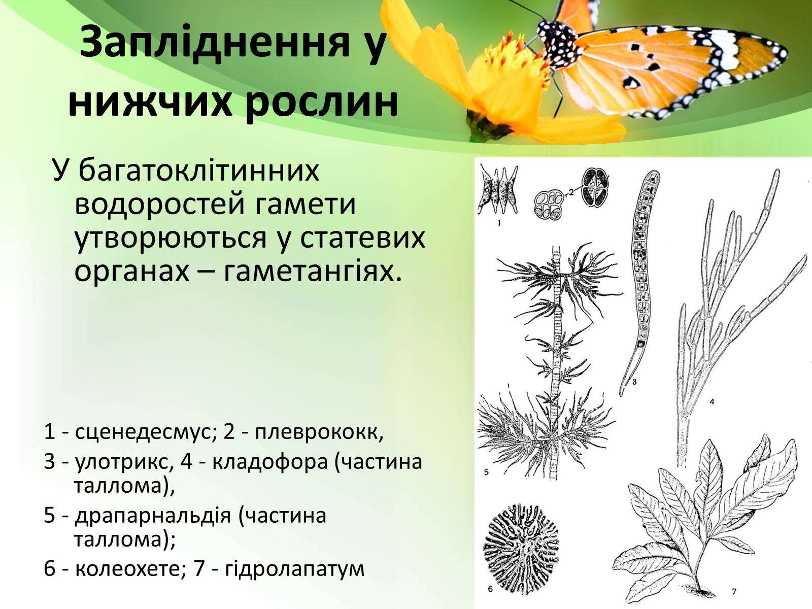 Презентація на тему «Запилення та запліднення рослин» (варіант 1) - Слайд #10 Презентація на тему «Запилення та запліднення рослин» (варіант 1) - Слайд #10
