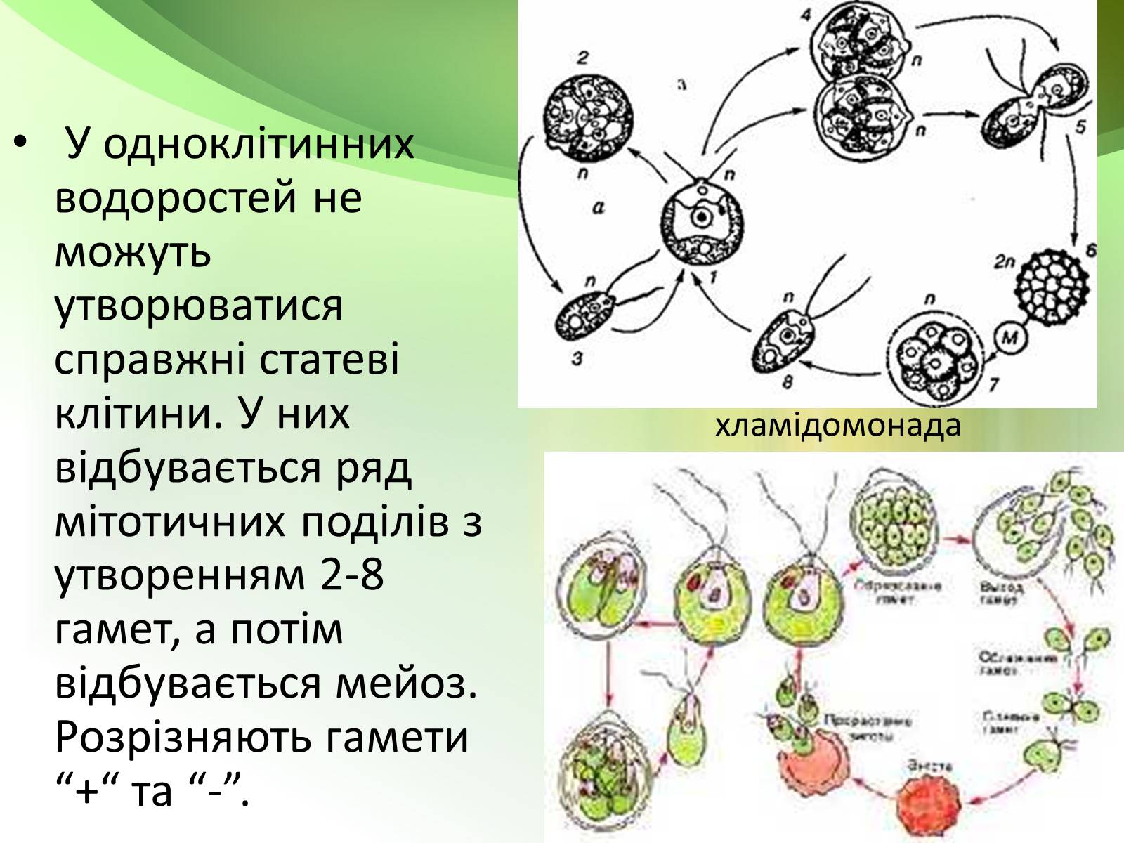 Презентація на тему «Запилення та запліднення рослин» (варіант 1) - Слайд #11 Презентація на тему «Запилення та запліднення рослин» (варіант 1) - Слайд #11