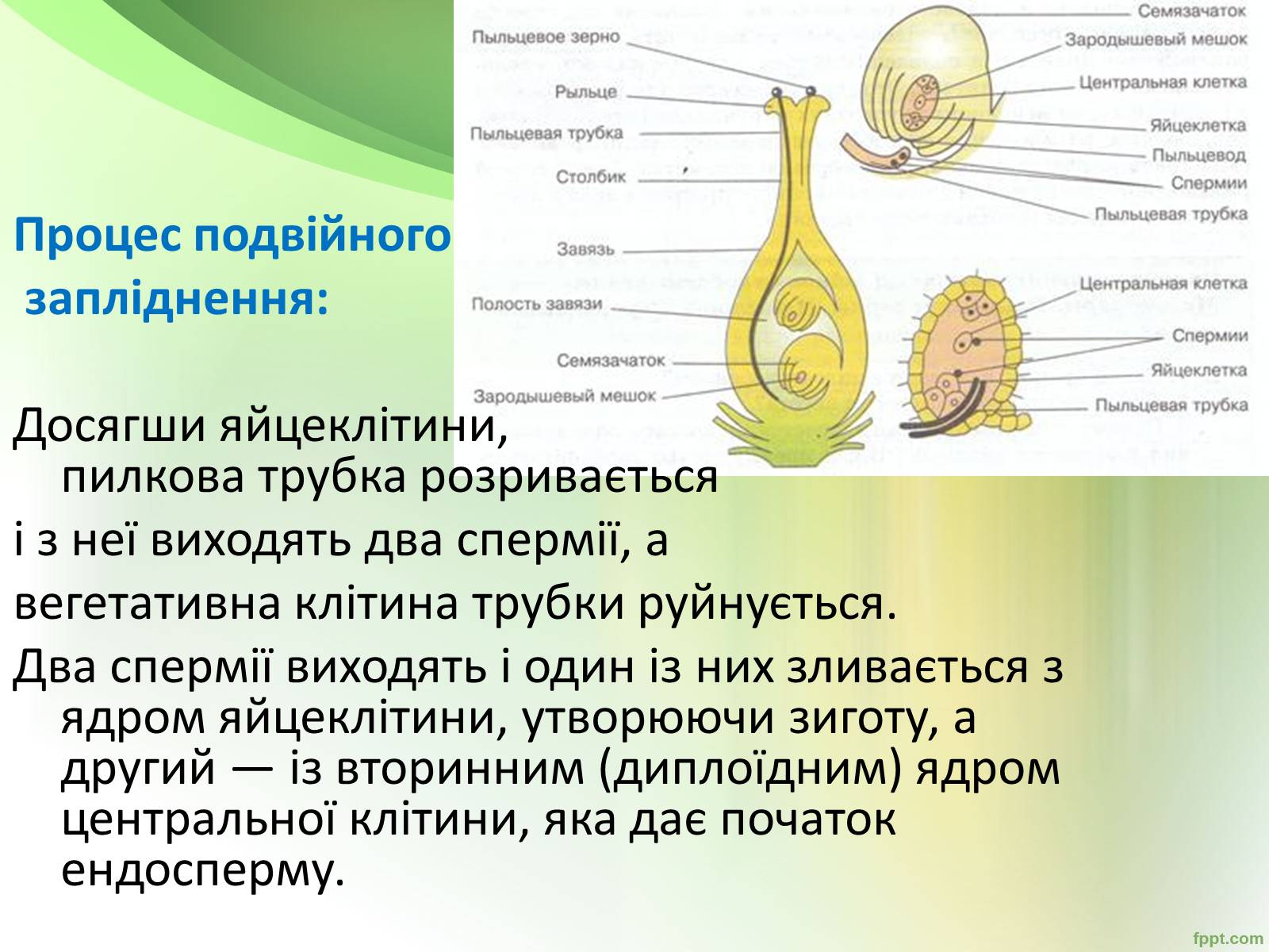 Презентація на тему «Запилення та запліднення рослин» (варіант 1) - Слайд #14 Презентація на тему «Запилення та запліднення рослин» (варіант 1) - Слайд #14