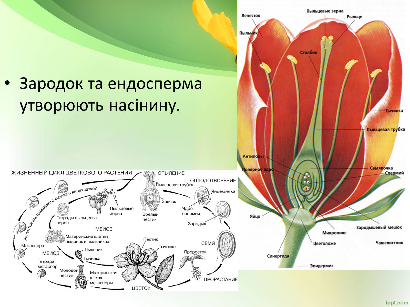 Презентація на тему «Запилення та запліднення рослин» (варіант 1) - Слайд #15 Презентація на тему «Запилення та запліднення рослин» (варіант 1) - Слайд #15