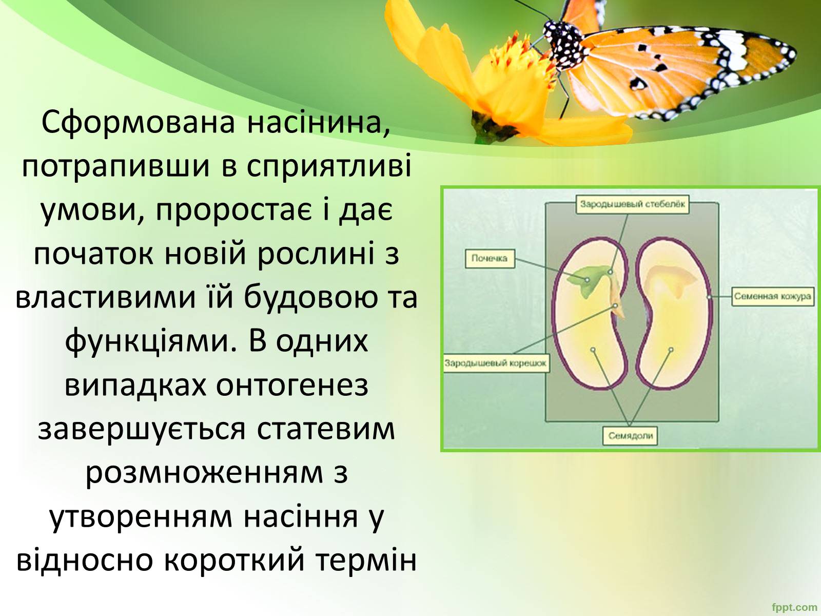 Презентація на тему «Запилення та запліднення рослин» (варіант 1) - Слайд #16 Презентація на тему «Запилення та запліднення рослин» (варіант 1) - Слайд #16