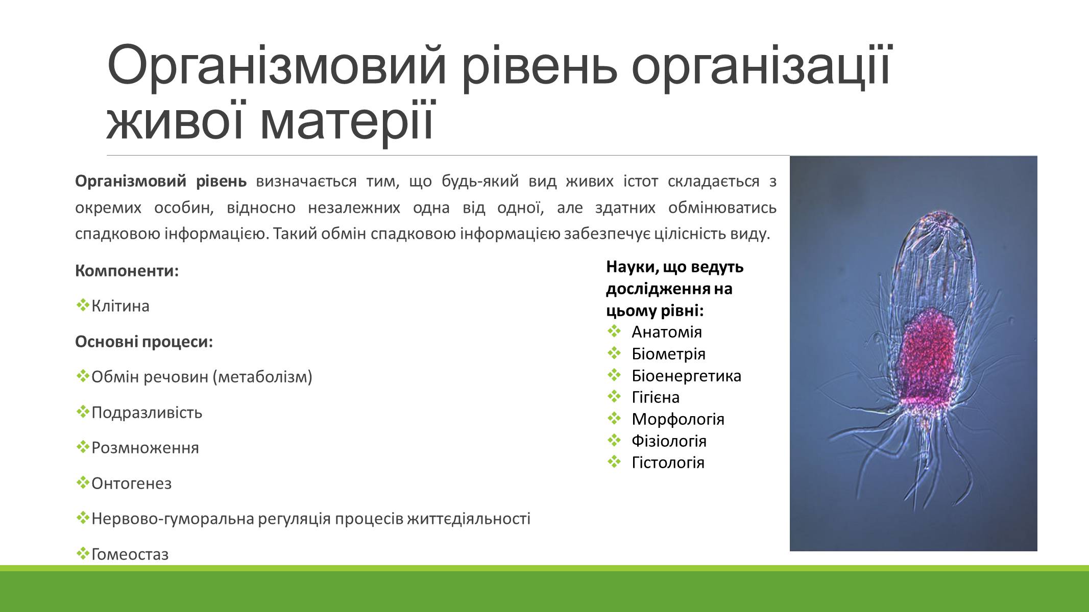 Презентація на тему «РІВНІ ОРГАНІЗАЦІЇ ЖИВОЇ МАТЕРІЇ» (варіант 2) - Слайд #6 Презентація на тему «РІВНІ ОРГАНІЗАЦІЇ ЖИВОЇ МАТЕРІЇ» (варіант 2) - Слайд #6