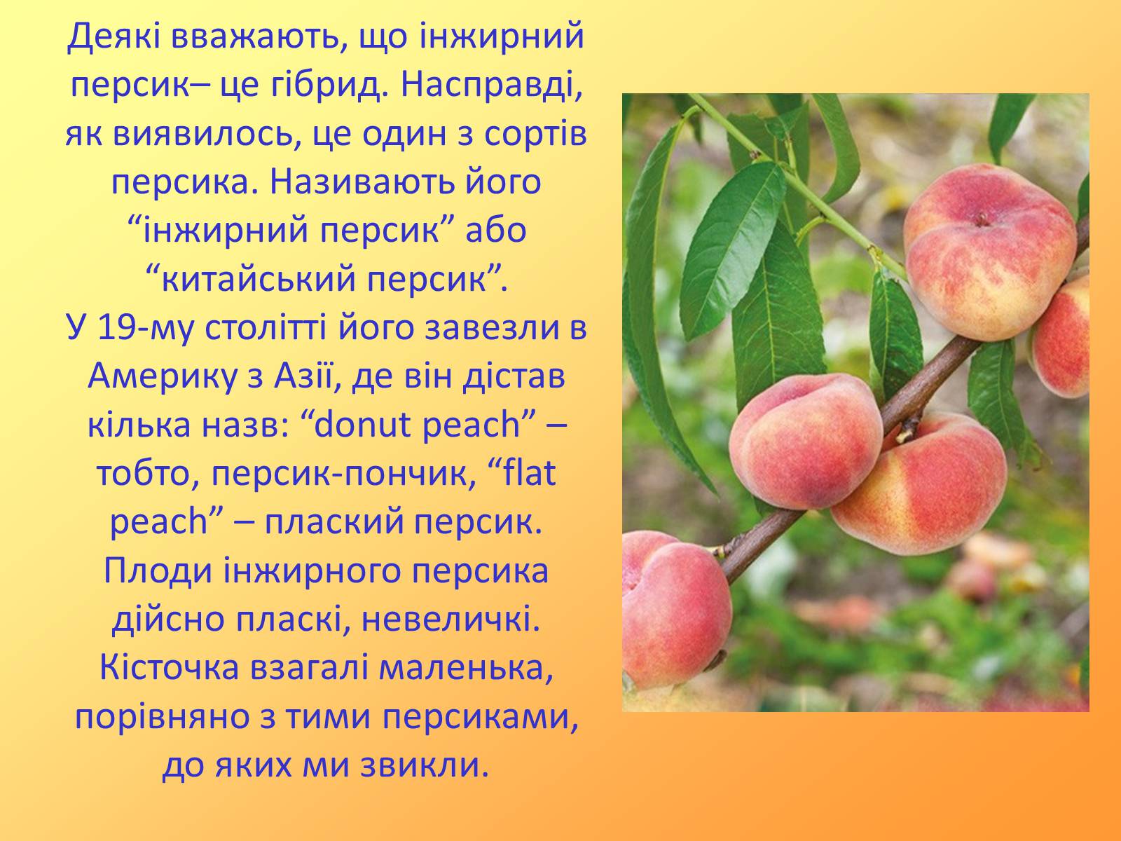 Презентація на тему «Методи селекції рослин» - Слайд #10 Презентація на тему «Методи селекції рослин» - Слайд #10