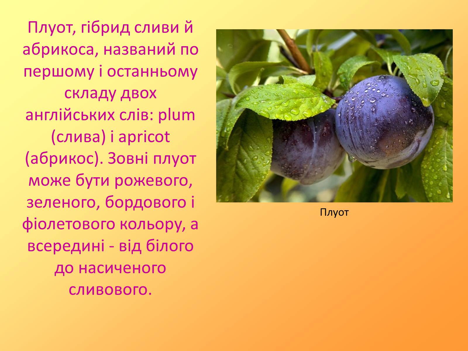 Презентація на тему «Методи селекції рослин» - Слайд #6 Презентація на тему «Методи селекції рослин» - Слайд #6