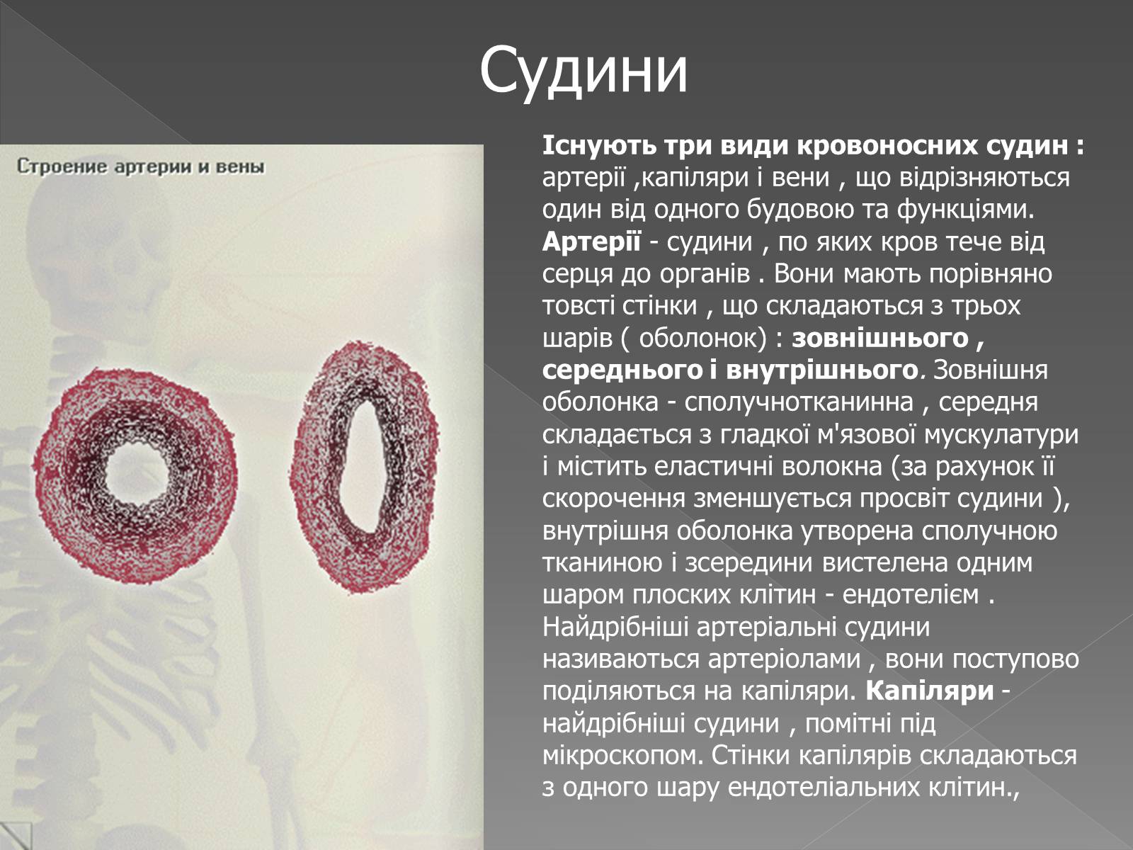 Презентація на тему «Кровоносна система» (варіант 2) - Слайд #10 Презентація на тему «Кровоносна система» (варіант 2) - Слайд #10