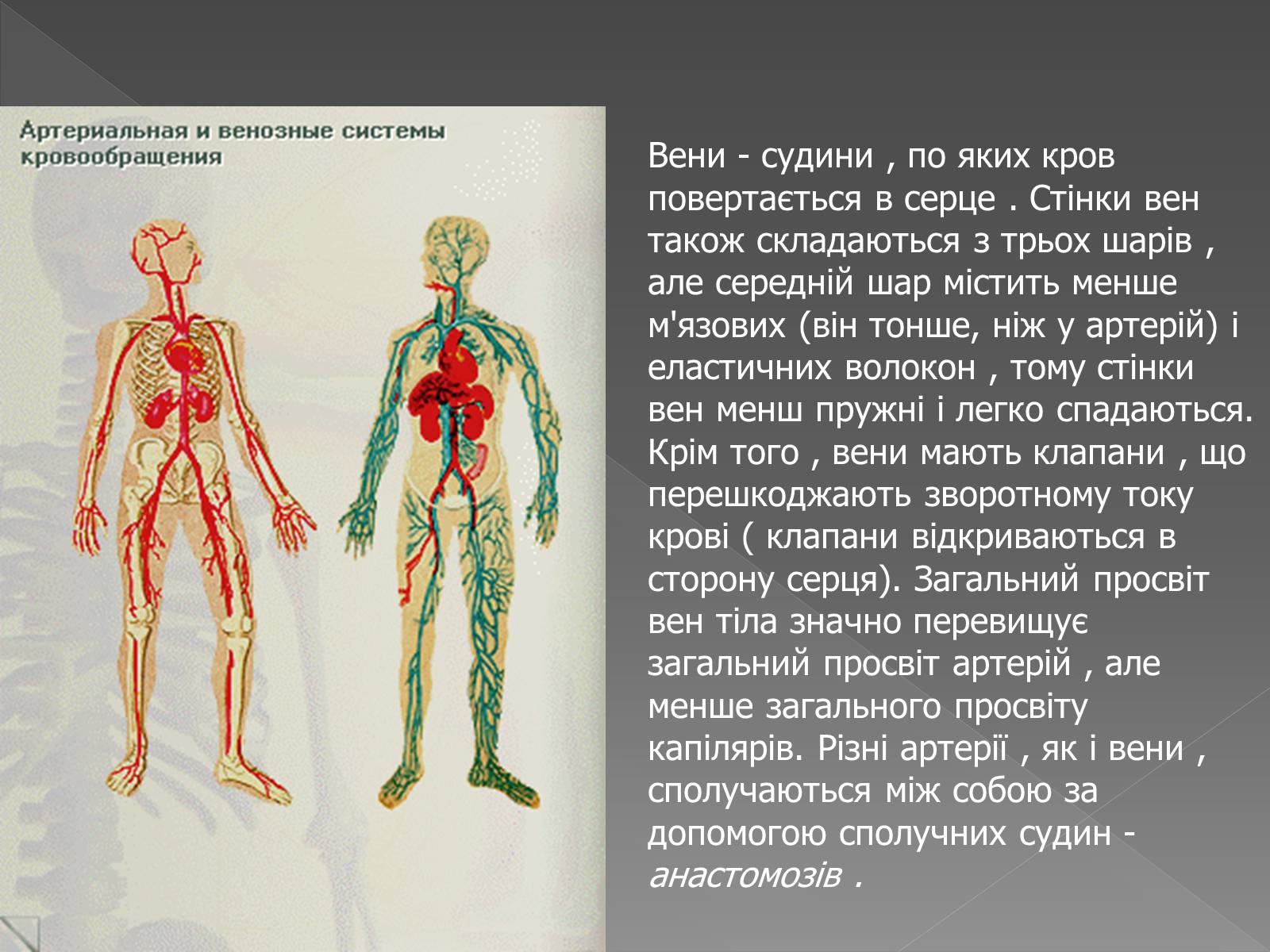 Презентація на тему «Кровоносна система» (варіант 2) - Слайд #11 Презентація на тему «Кровоносна система» (варіант 2) - Слайд #11