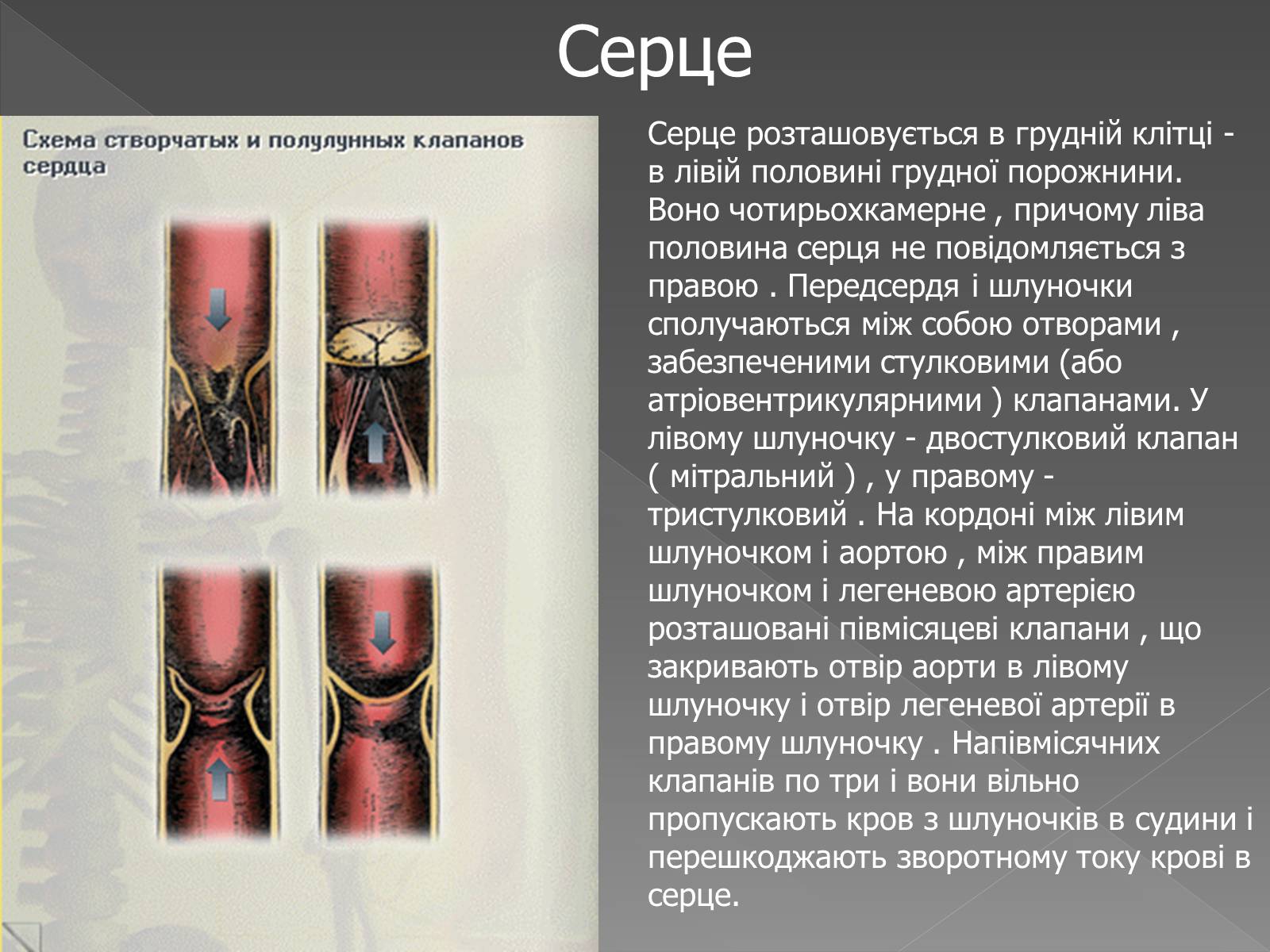 Презентація на тему «Кровоносна система» (варіант 2) - Слайд #12 Презентація на тему «Кровоносна система» (варіант 2) - Слайд #12