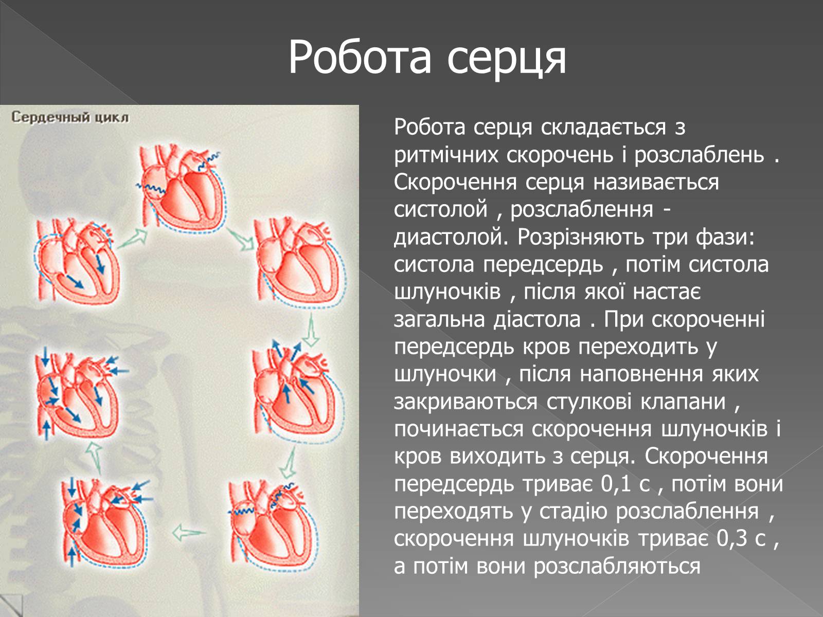 Презентація на тему «Кровоносна система» (варіант 2) - Слайд #14 Презентація на тему «Кровоносна система» (варіант 2) - Слайд #14