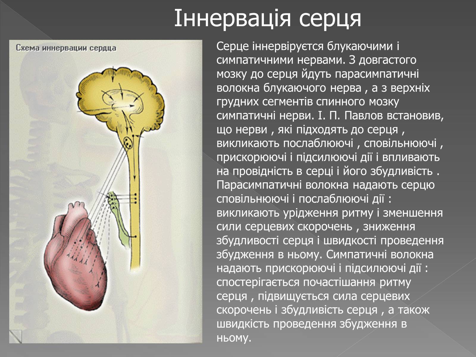 Презентація на тему «Кровоносна система» (варіант 2) - Слайд #16 Презентація на тему «Кровоносна система» (варіант 2) - Слайд #16