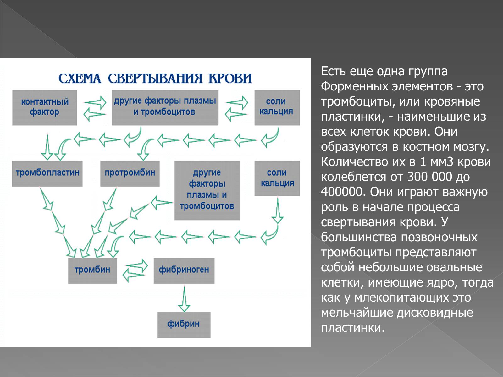 Презентація на тему «Кровоносна система» (варіант 2) - Слайд #6 Презентація на тему «Кровоносна система» (варіант 2) - Слайд #6
