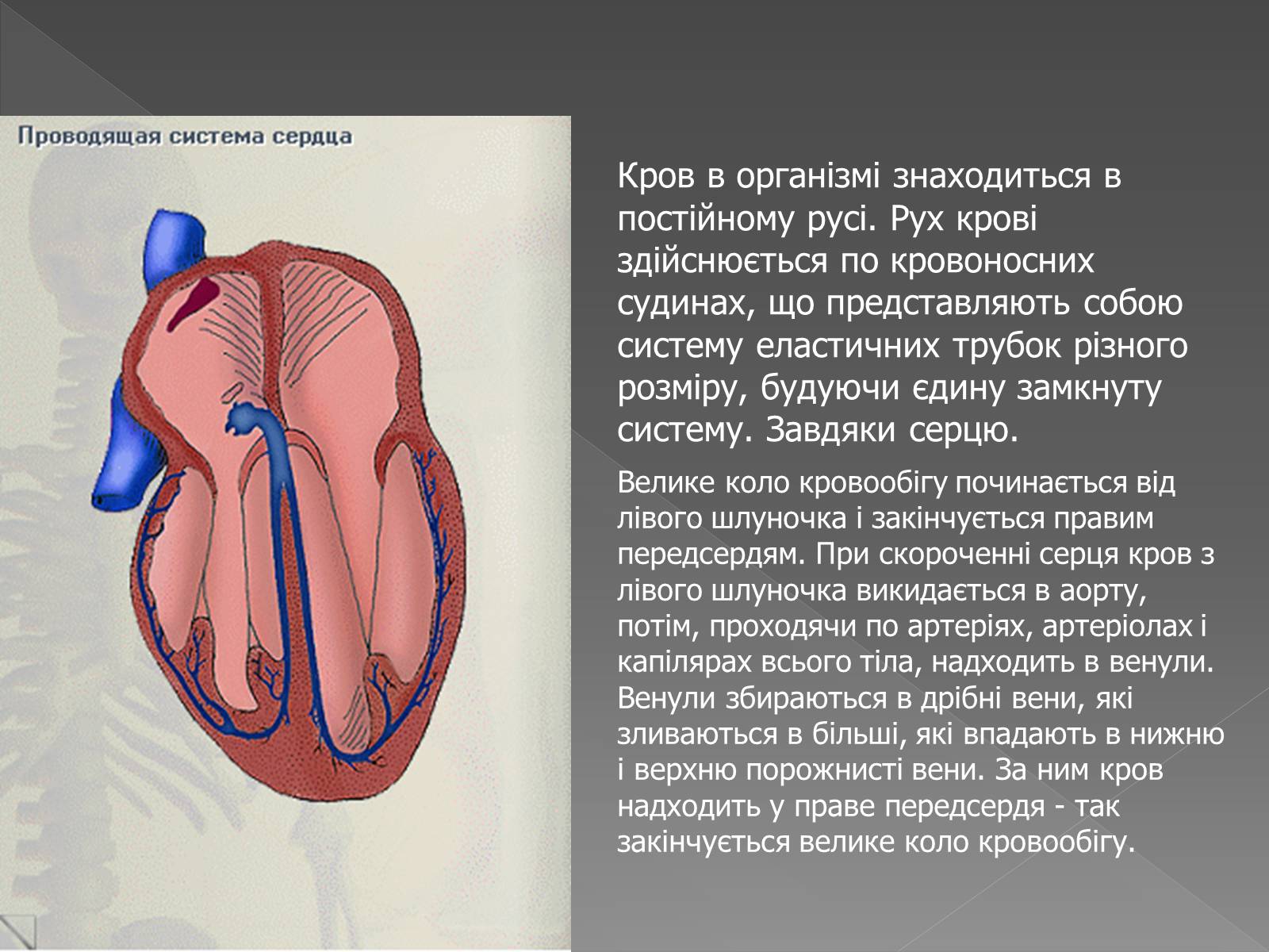 Презентація на тему «Кровоносна система» (варіант 2) - Слайд #8 Презентація на тему «Кровоносна система» (варіант 2) - Слайд #8
