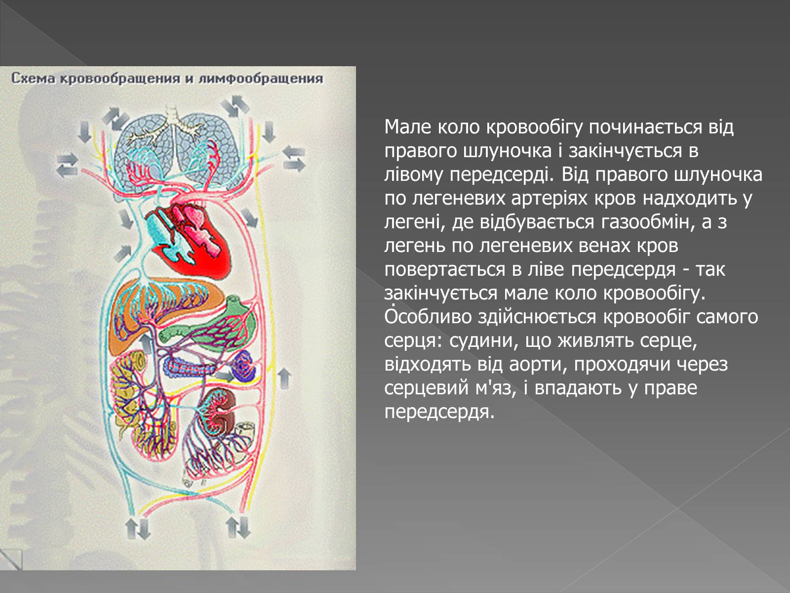 Презентація на тему «Кровоносна система» (варіант 2) - Слайд #9 Презентація на тему «Кровоносна система» (варіант 2) - Слайд #9