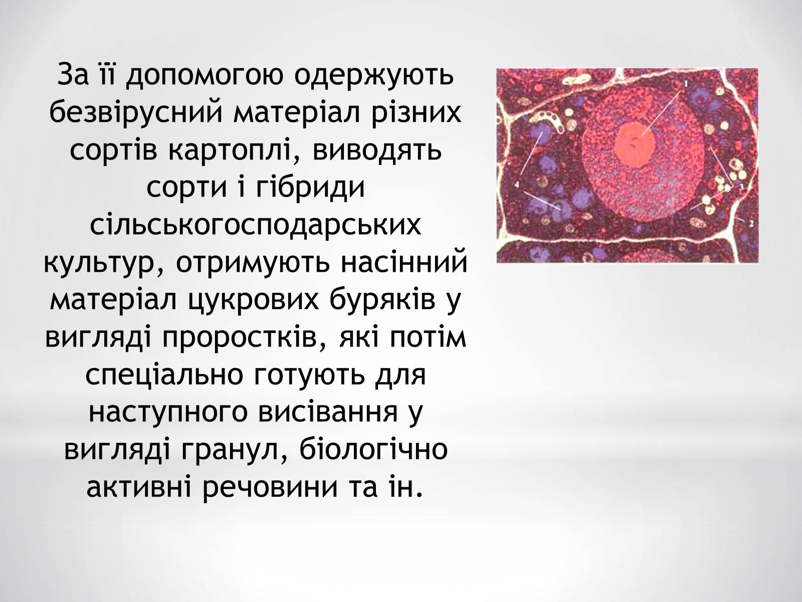 Презентація на тему «Цитотехнології» - Слайд #6 Презентація на тему «Цитотехнології» - Слайд #6