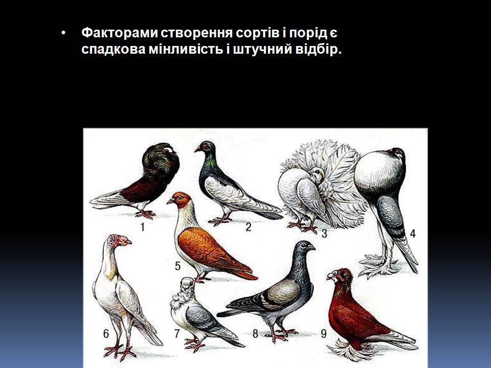 Презентація на тему «Еволюційне вчення Чарльза Дарвіна» - Слайд #4 Презентація на тему «Еволюційне вчення Чарльза Дарвіна» - Слайд #4