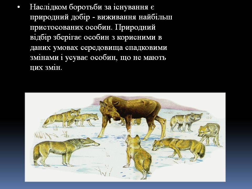 Презентація на тему «Еволюційне вчення Чарльза Дарвіна» - Слайд #6 Презентація на тему «Еволюційне вчення Чарльза Дарвіна» - Слайд #6