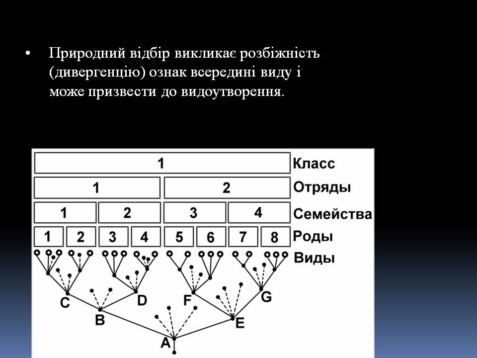 Презентація на тему «Еволюційне вчення Чарльза Дарвіна» - Слайд #7 Презентація на тему «Еволюційне вчення Чарльза Дарвіна» - Слайд #7