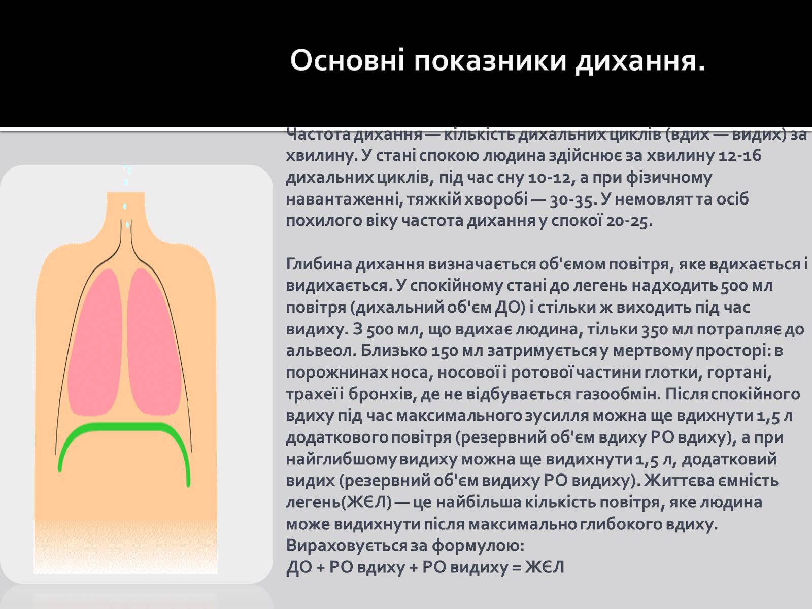 Презентація на тему «Дихальна система» (варіант 1) - Слайд #11 Презентація на тему «Дихальна система» (варіант 1) - Слайд #11