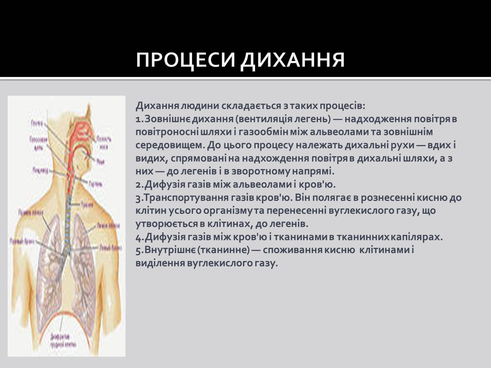 Презентація на тему «Дихальна система» (варіант 1) - Слайд #4 Презентація на тему «Дихальна система» (варіант 1) - Слайд #4